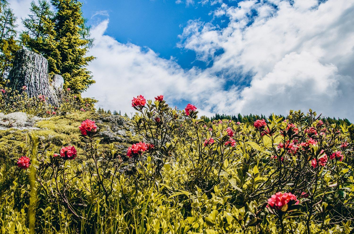 Photo 17