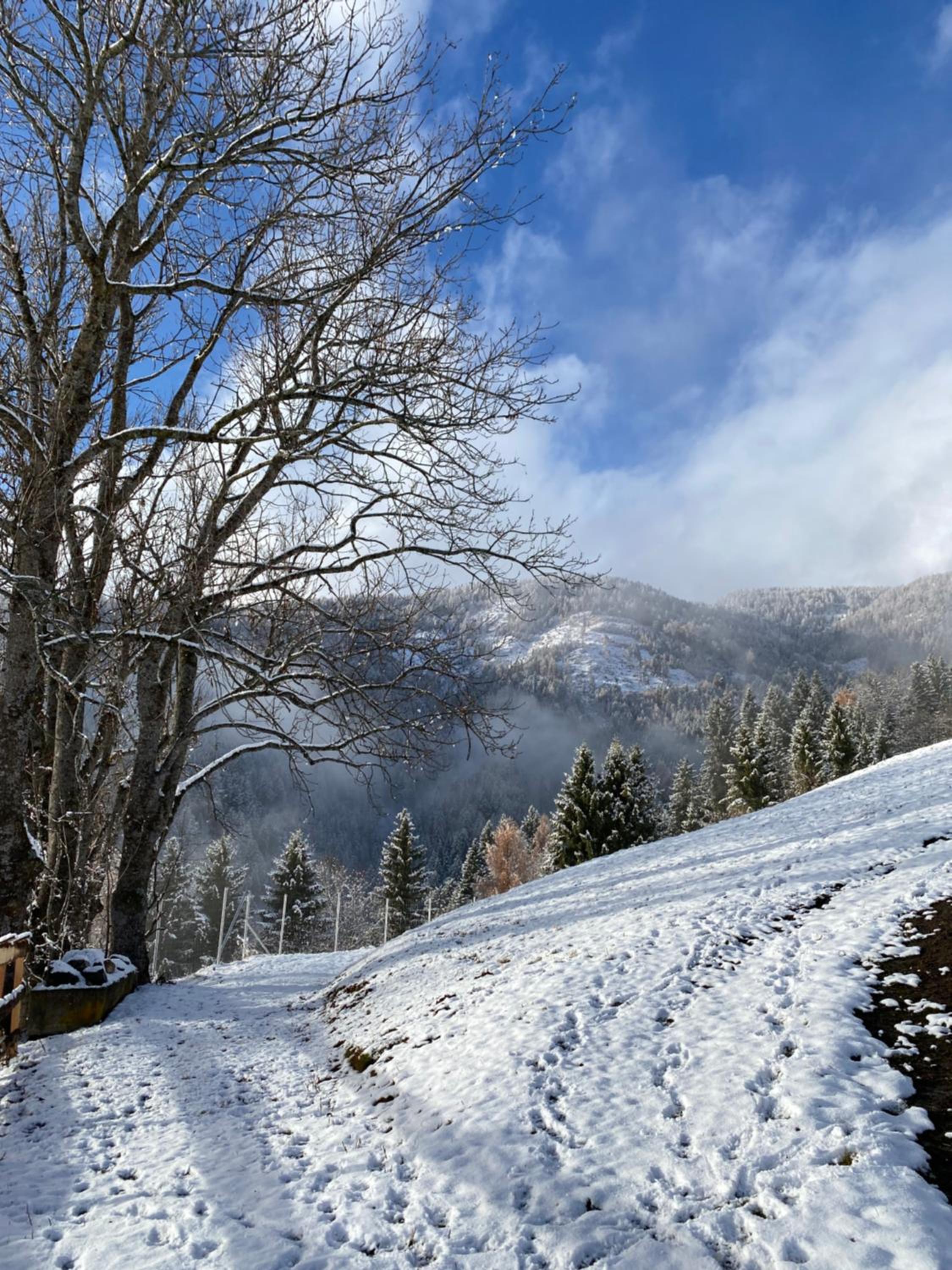 Southern Stables - Ruhe & Natur mit Pferden in Osttirol