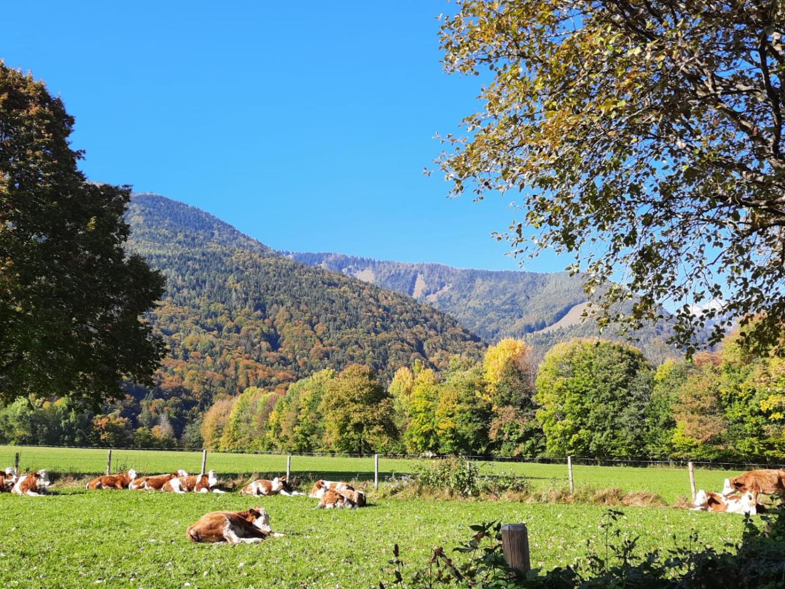 Ferienwohnung Alpenflair view 4