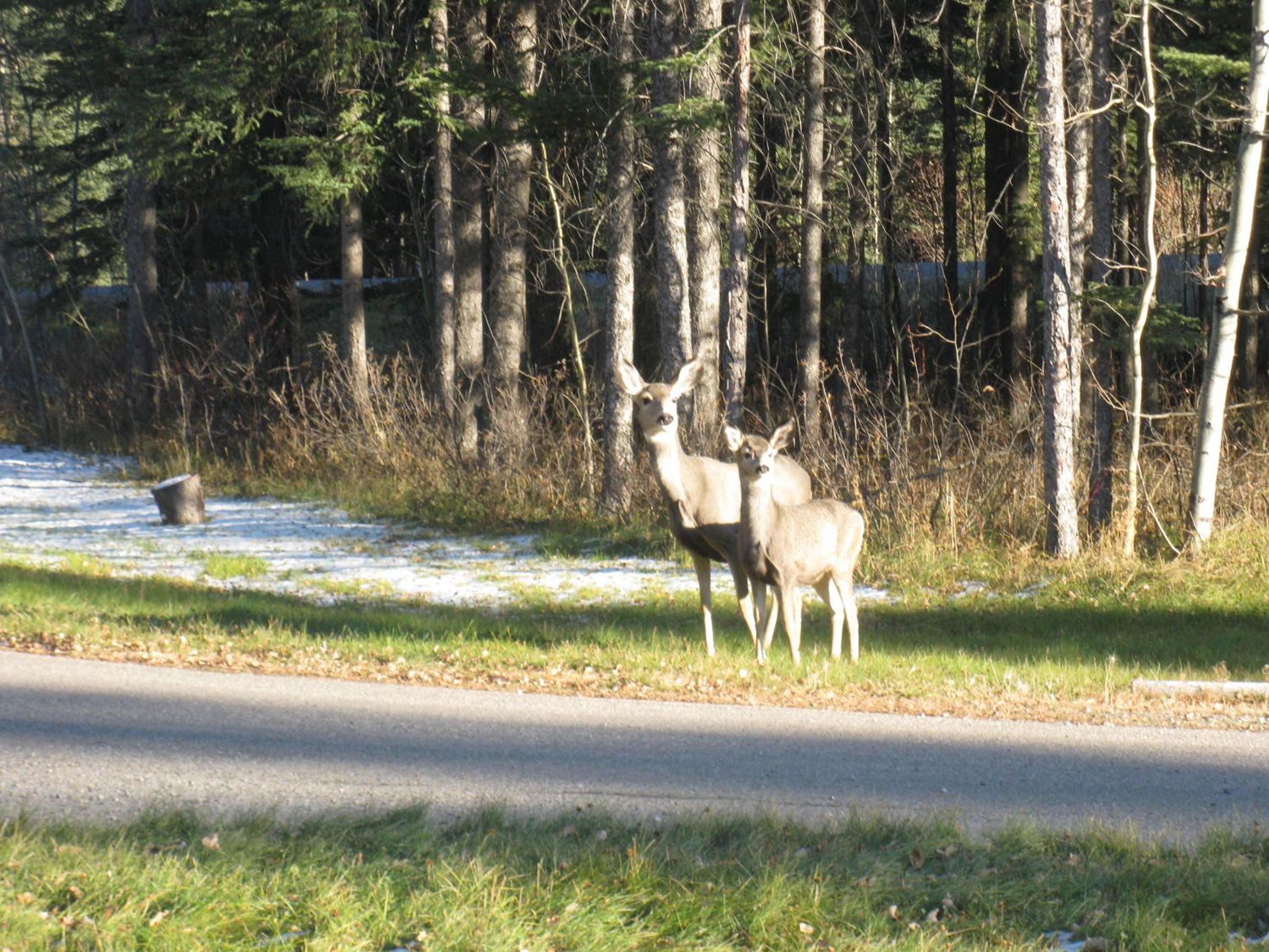 Rustlers Lodge