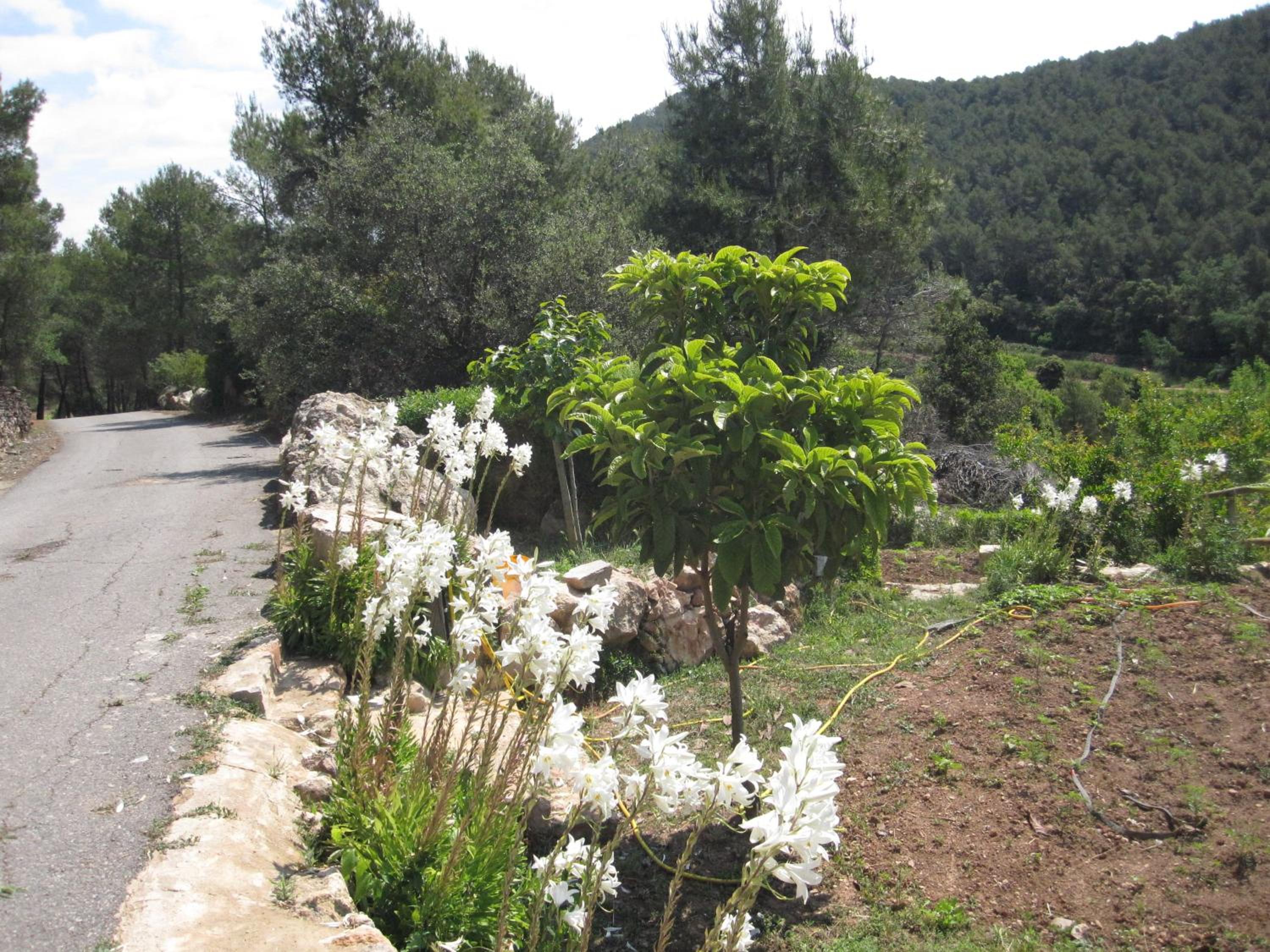 Photo 41