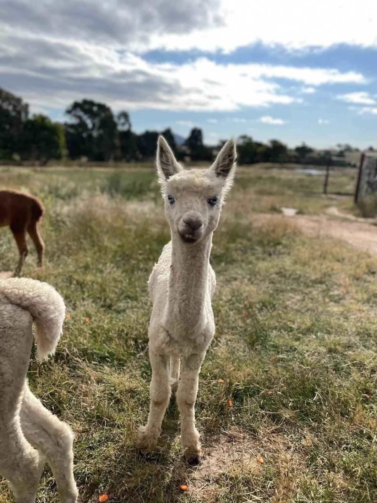 Glenview Alpaca Farm