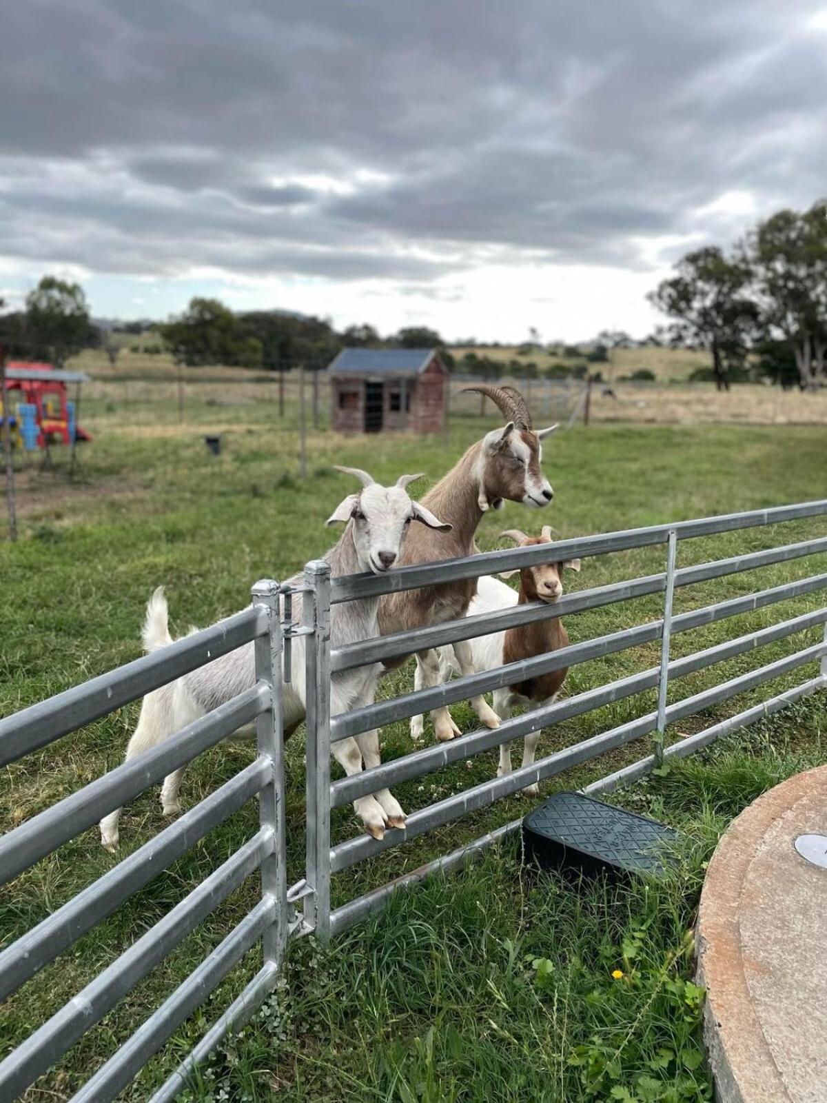 Glenview Alpaca Farm