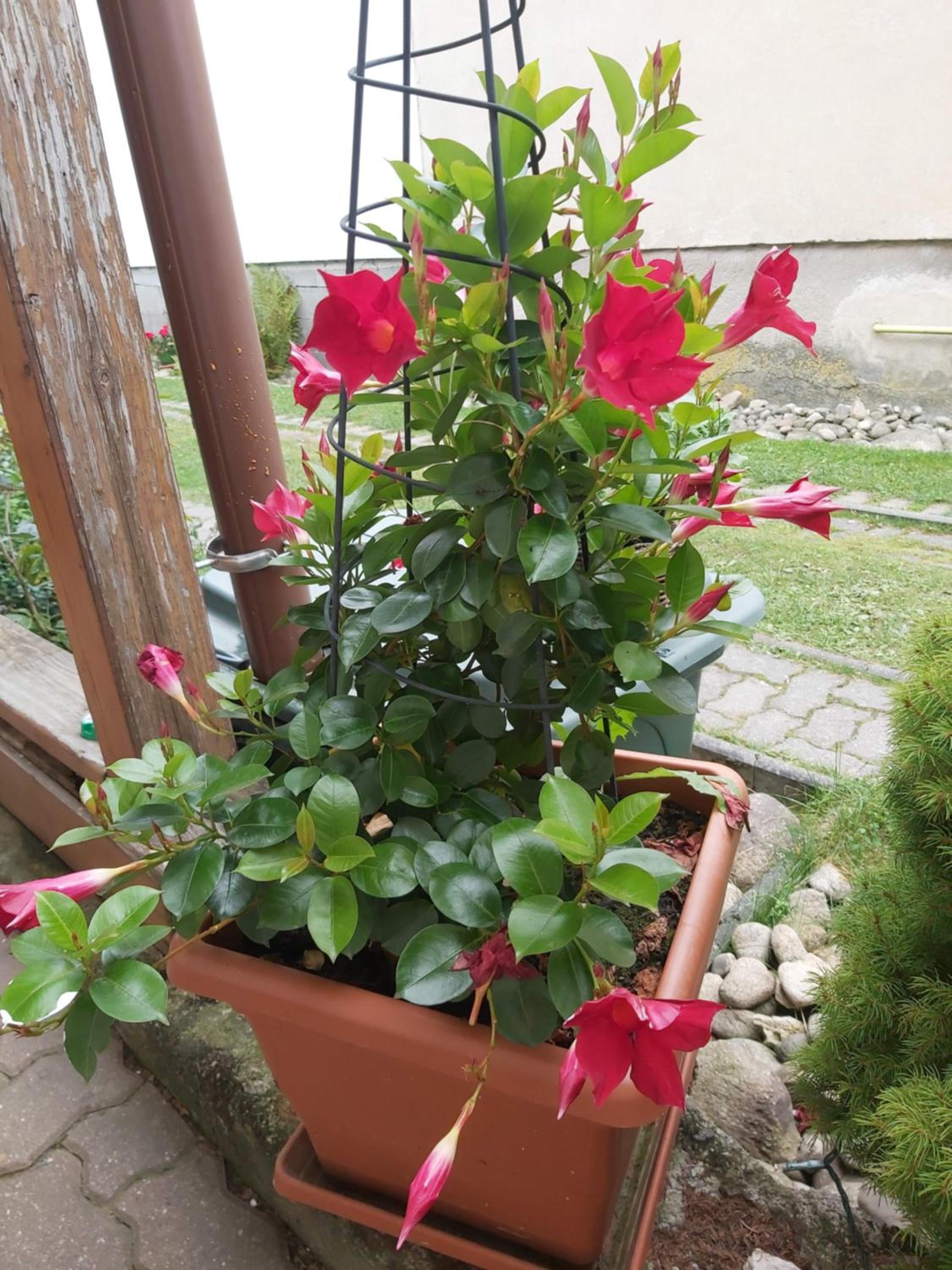 Photo 43
