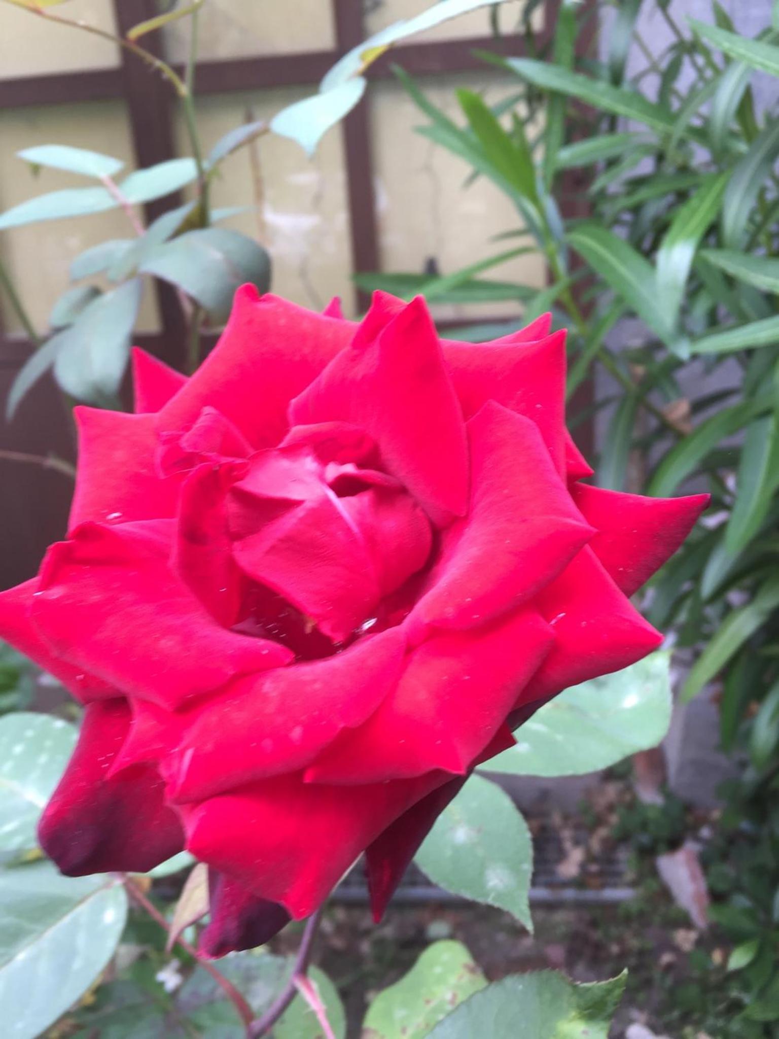 Photo 26
