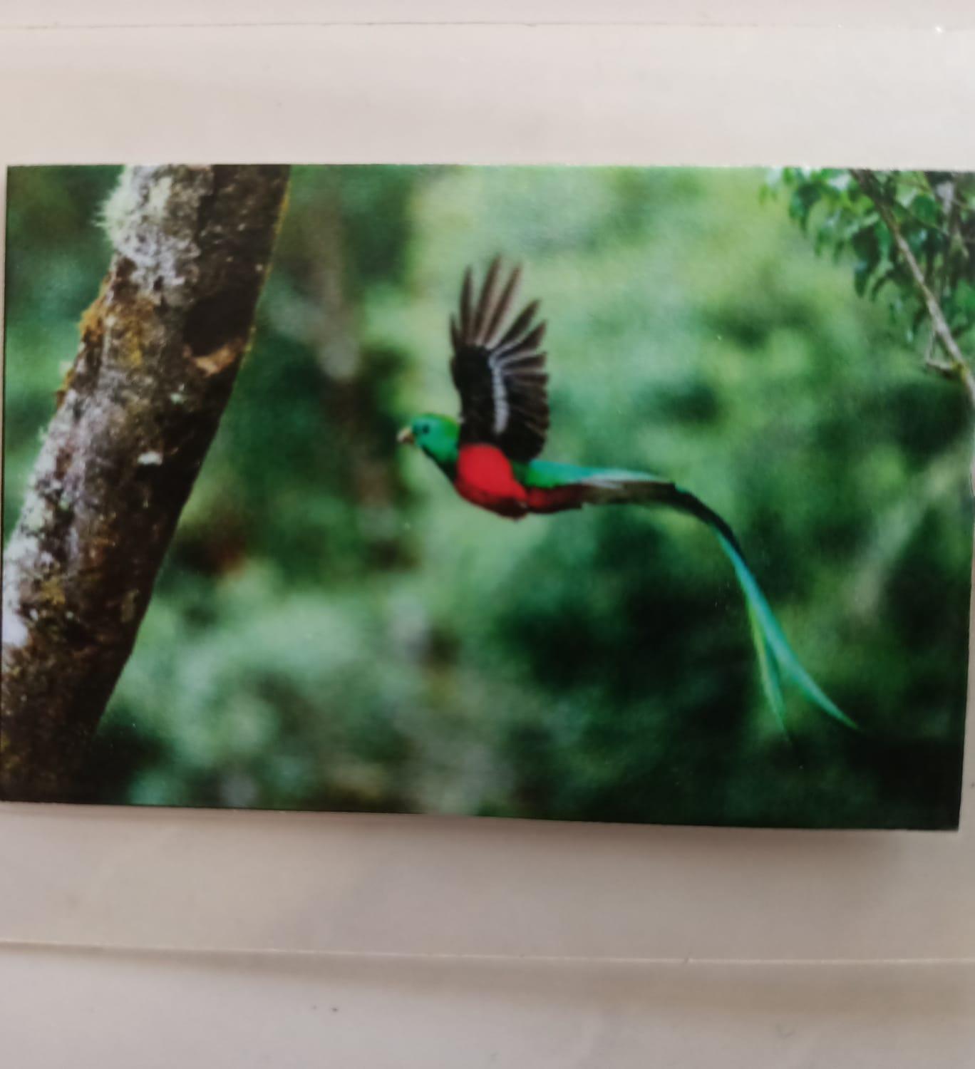 Quetzal