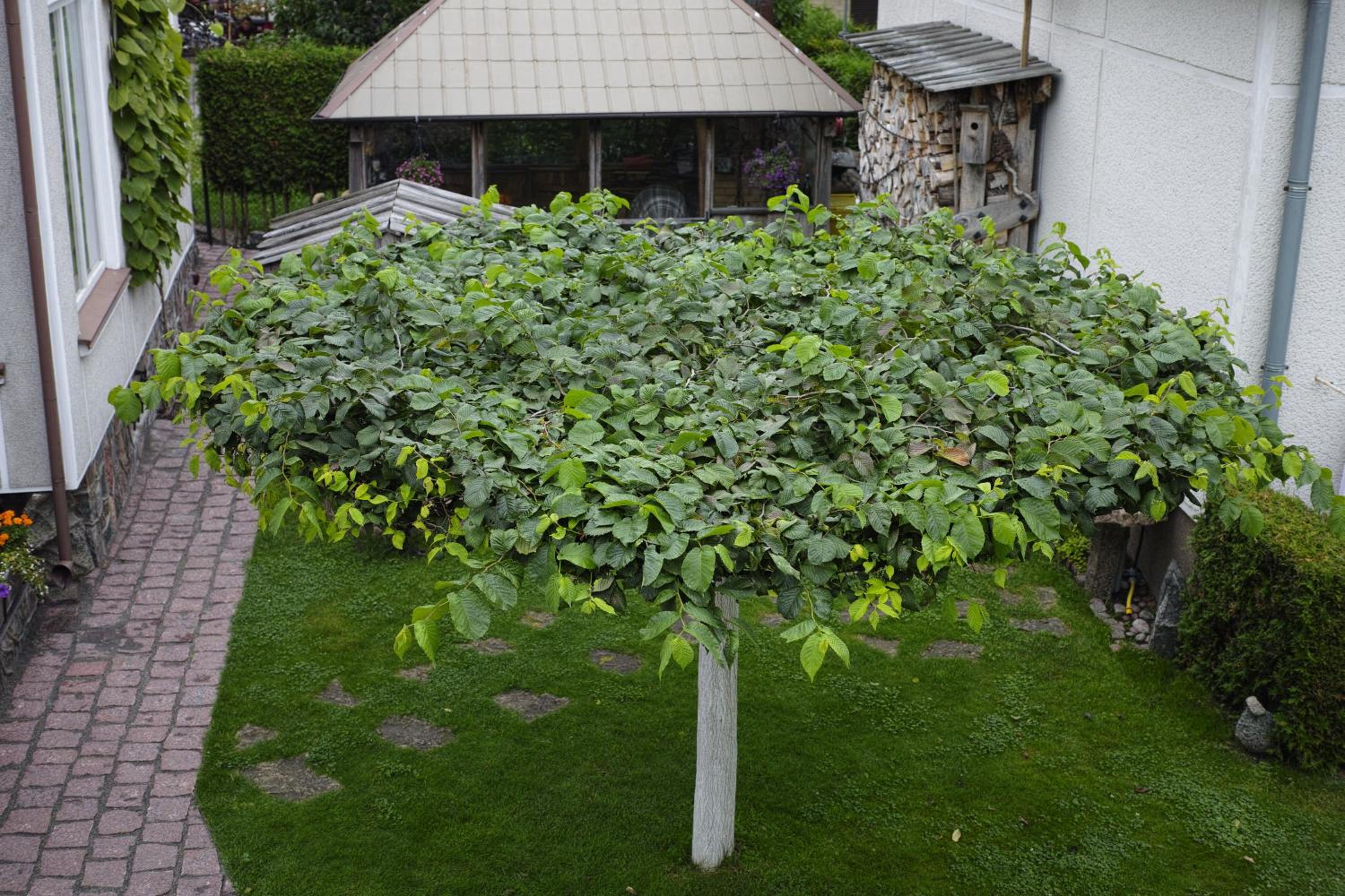 Photo 6