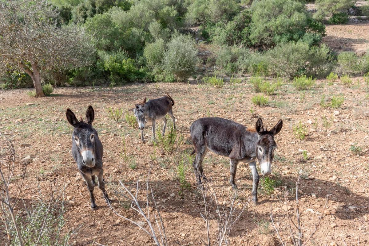 Finca Sa Font view 3
