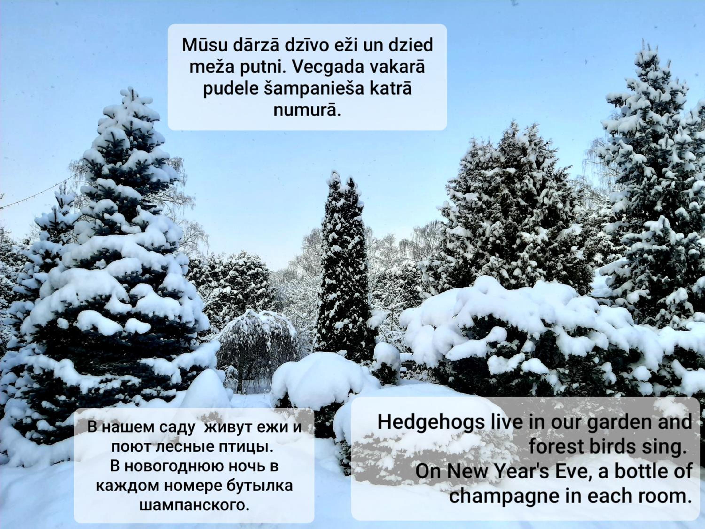 Photo 51