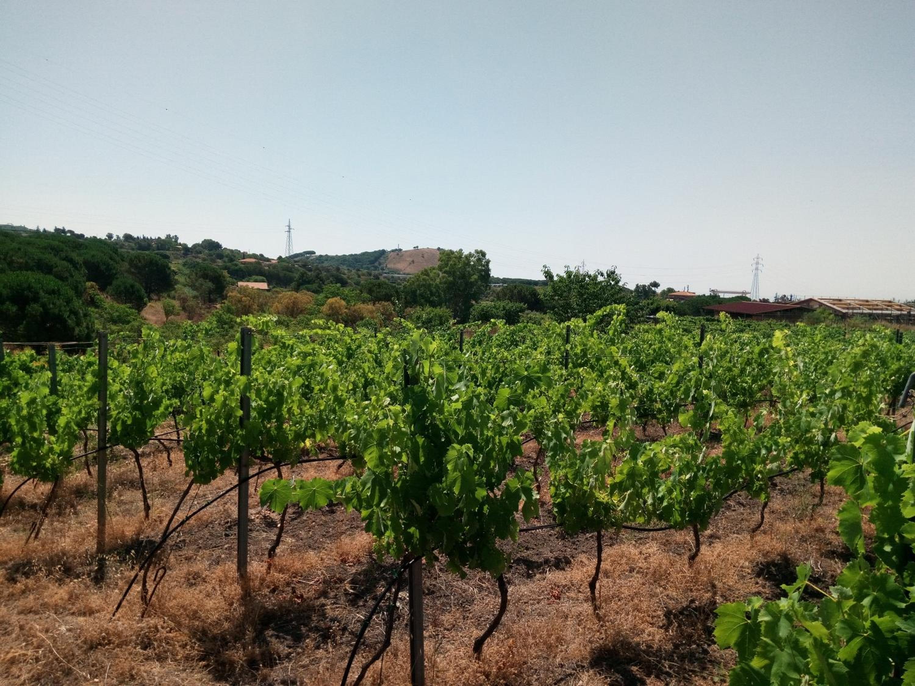 Etnasentieri Wine house on Etna mount