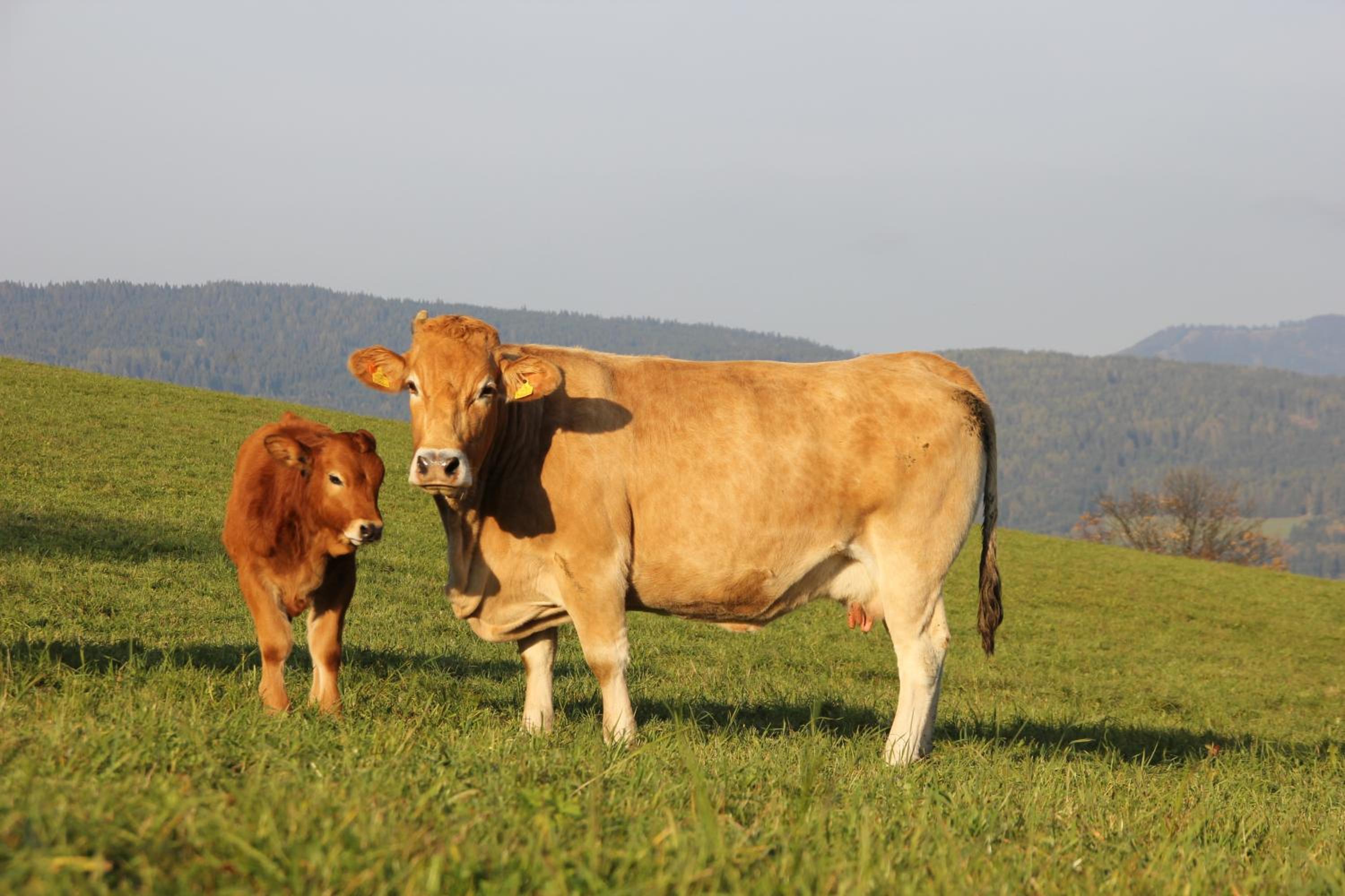 Urlaub am Bio-Bauernhof Liebchen