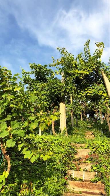 Adorable guesthouse in the middle of vineyards