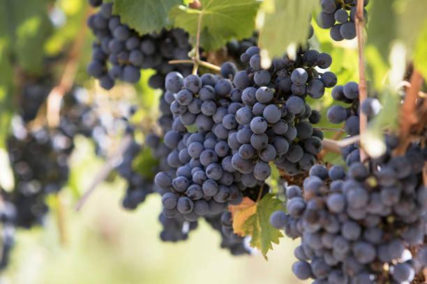 Apartamento Deluxe Senderos del Vino I, con cochera incluida, Desayuno opcional
