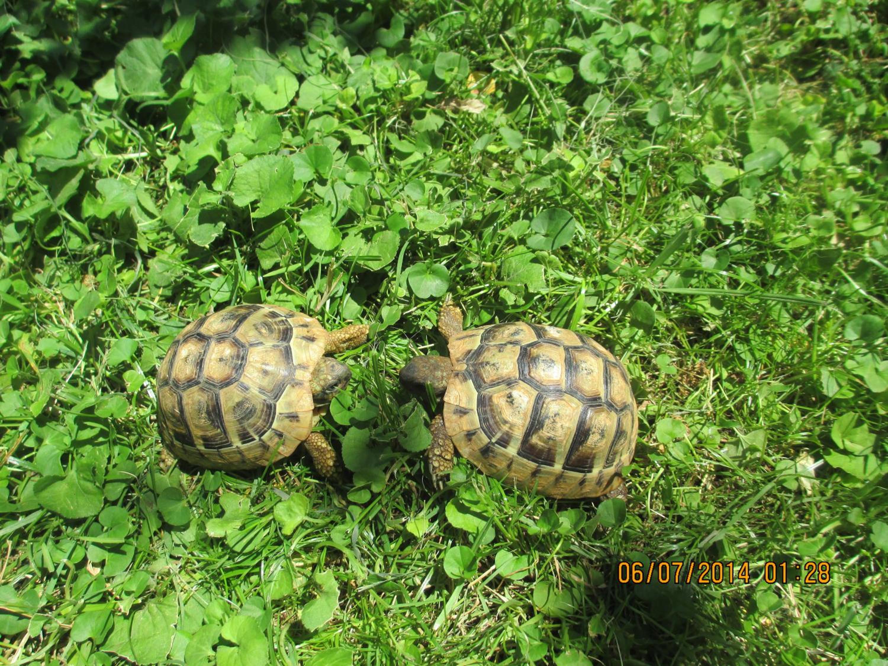Photo 36
