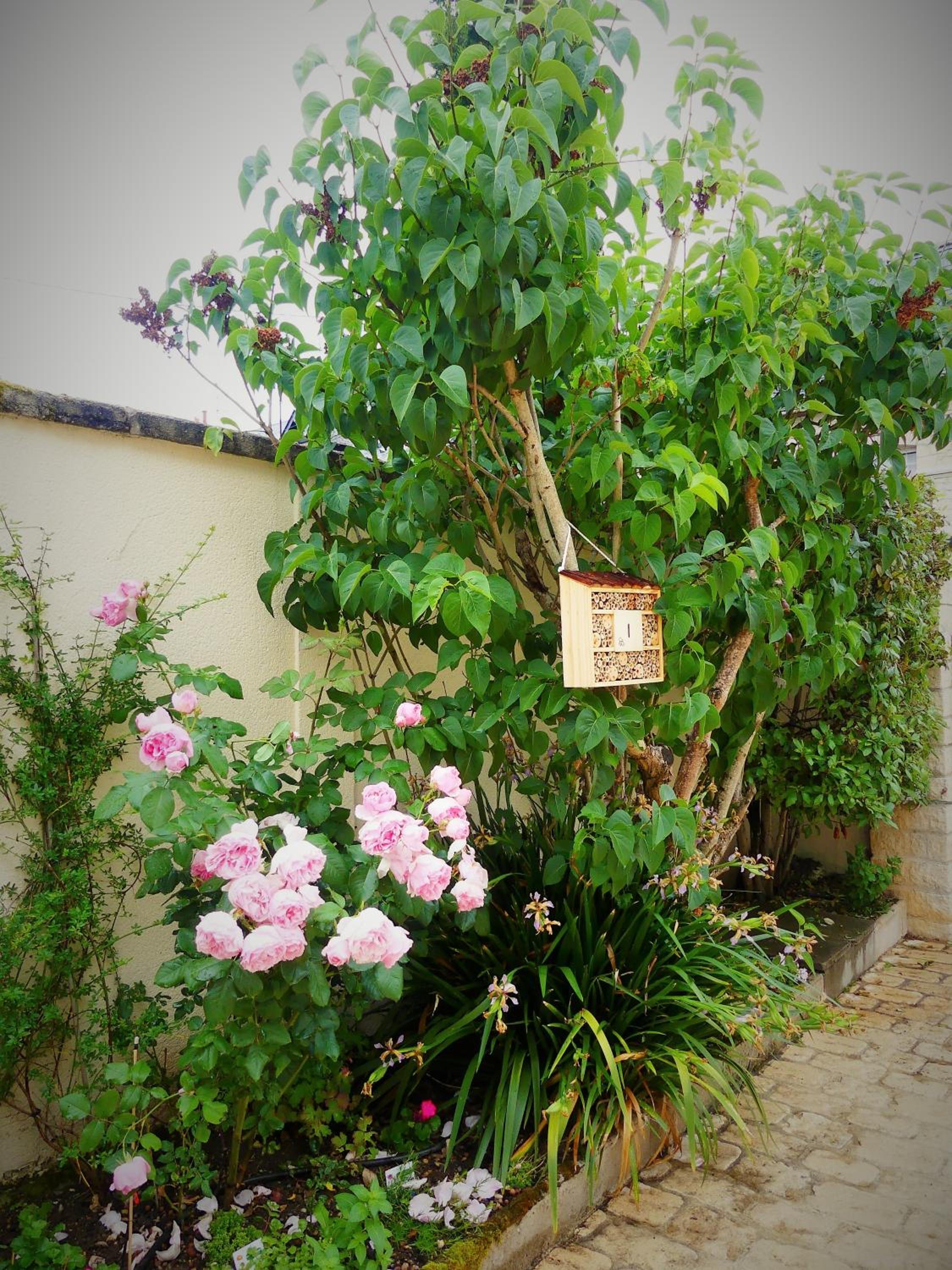 Pony Sweet Home view 4