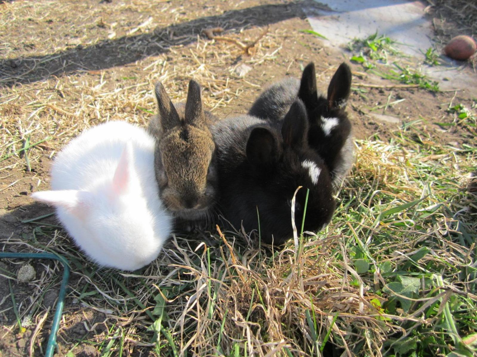 Photo 28