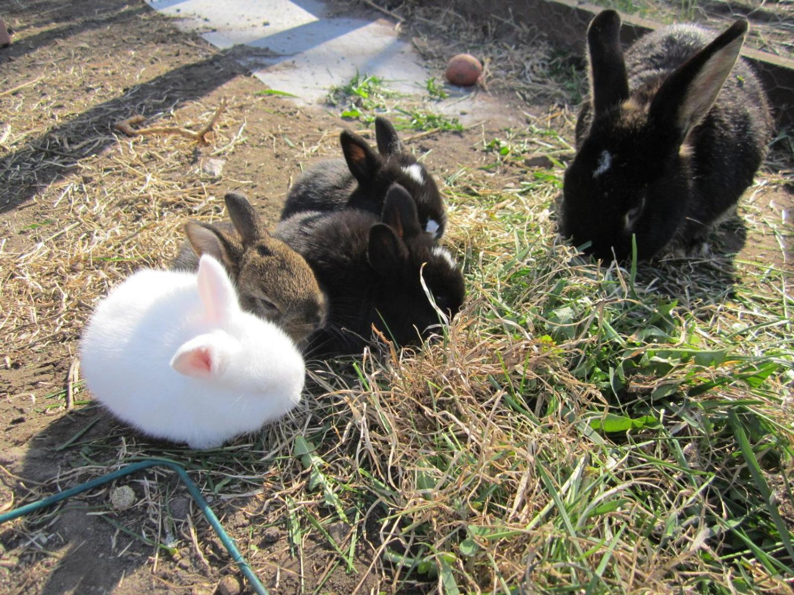 Photo 29