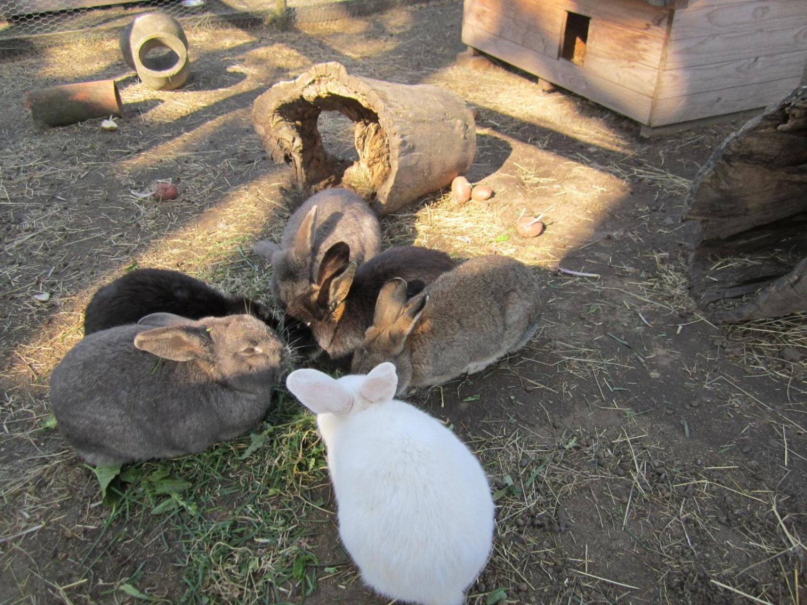 Photo 31