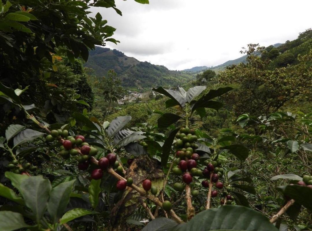 Finca TRADICIONAL EL OTOÑO