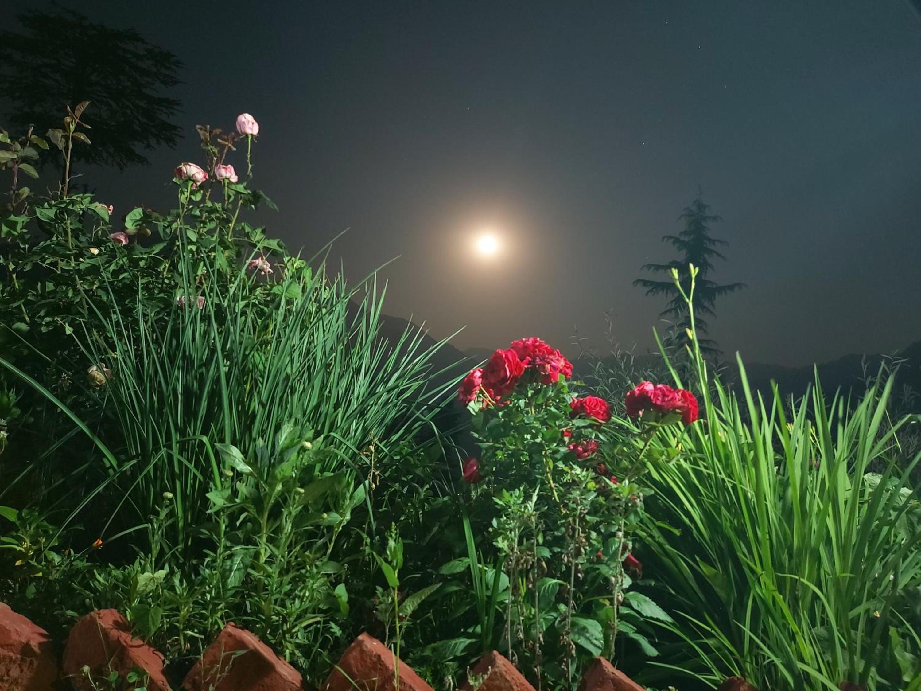Ishan Log Huts-A boutique home stay