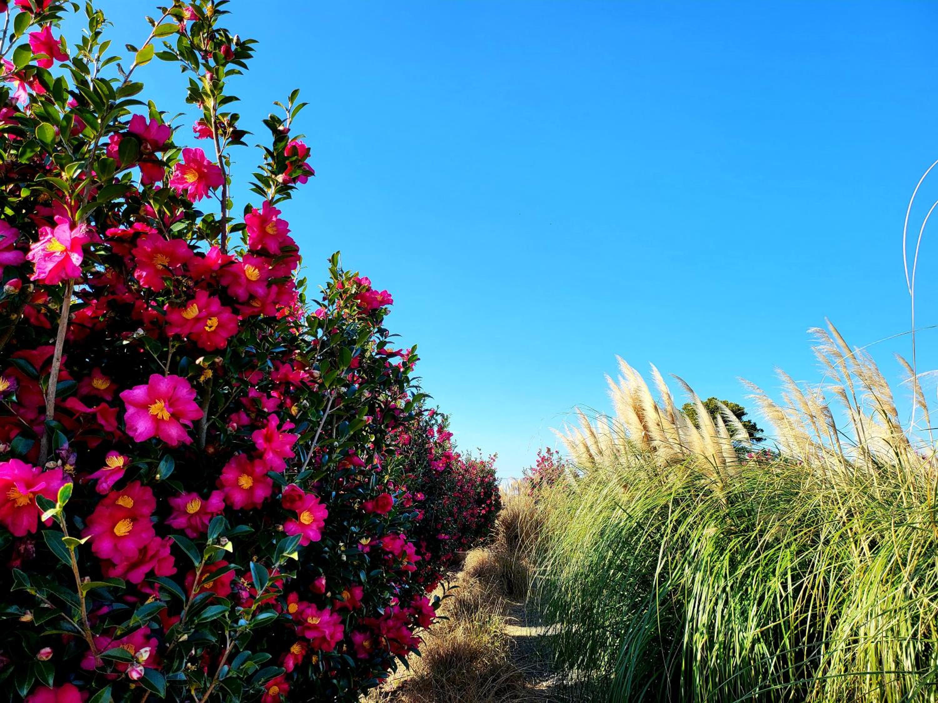 Haevichi Private Pension