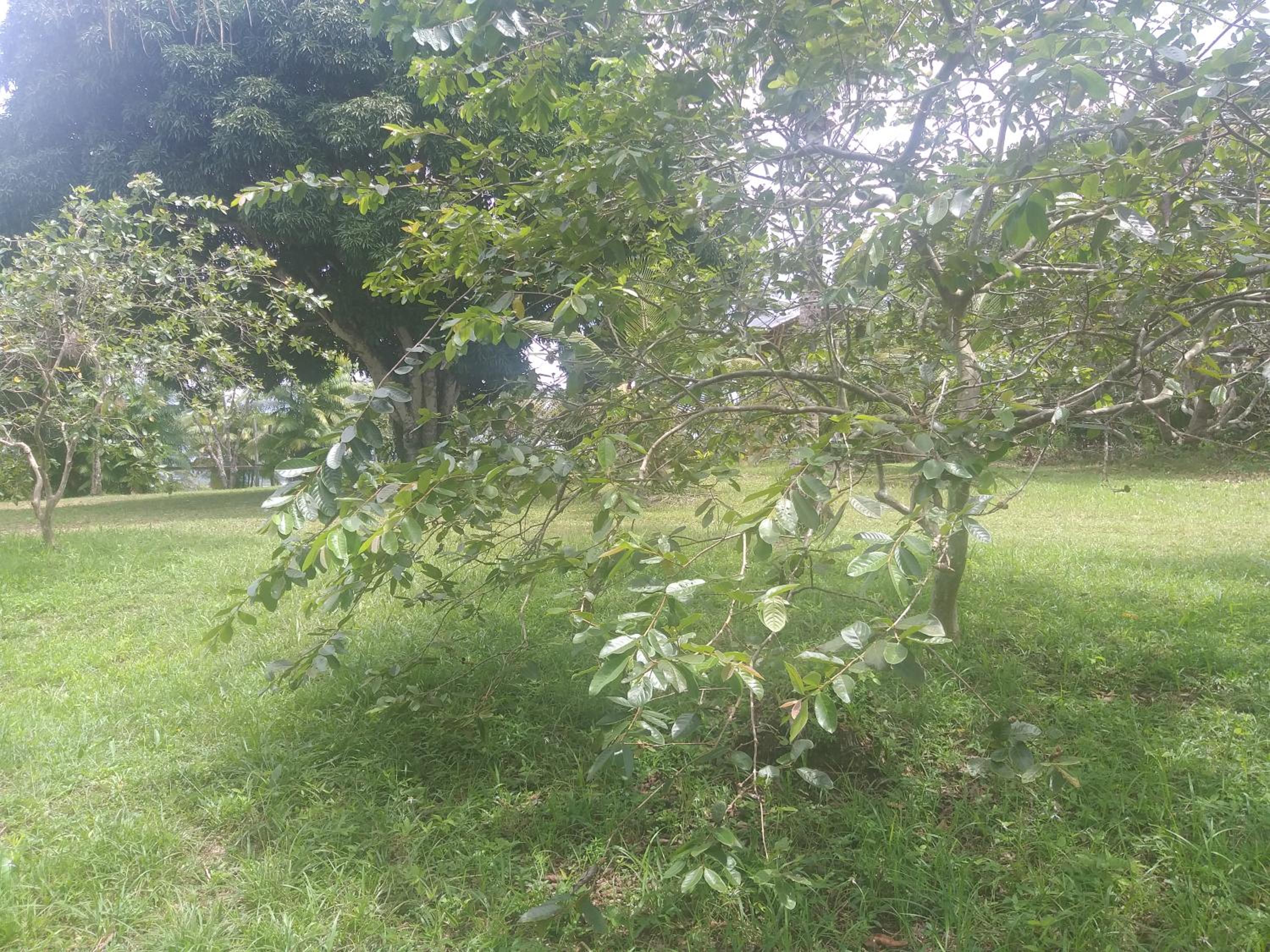 Olho da Mata view 4