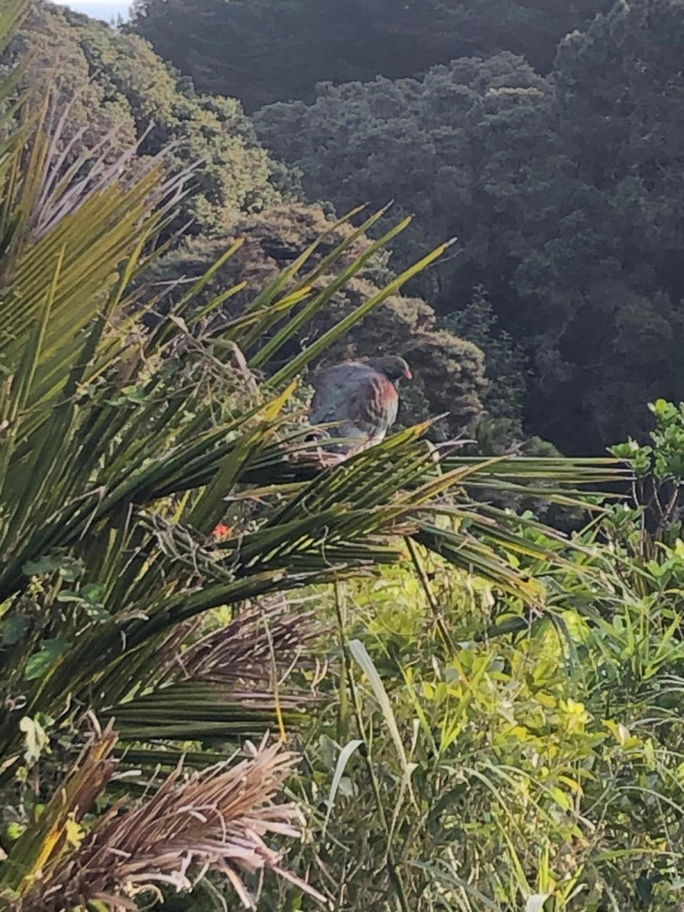 Muriwai Lodge view 3