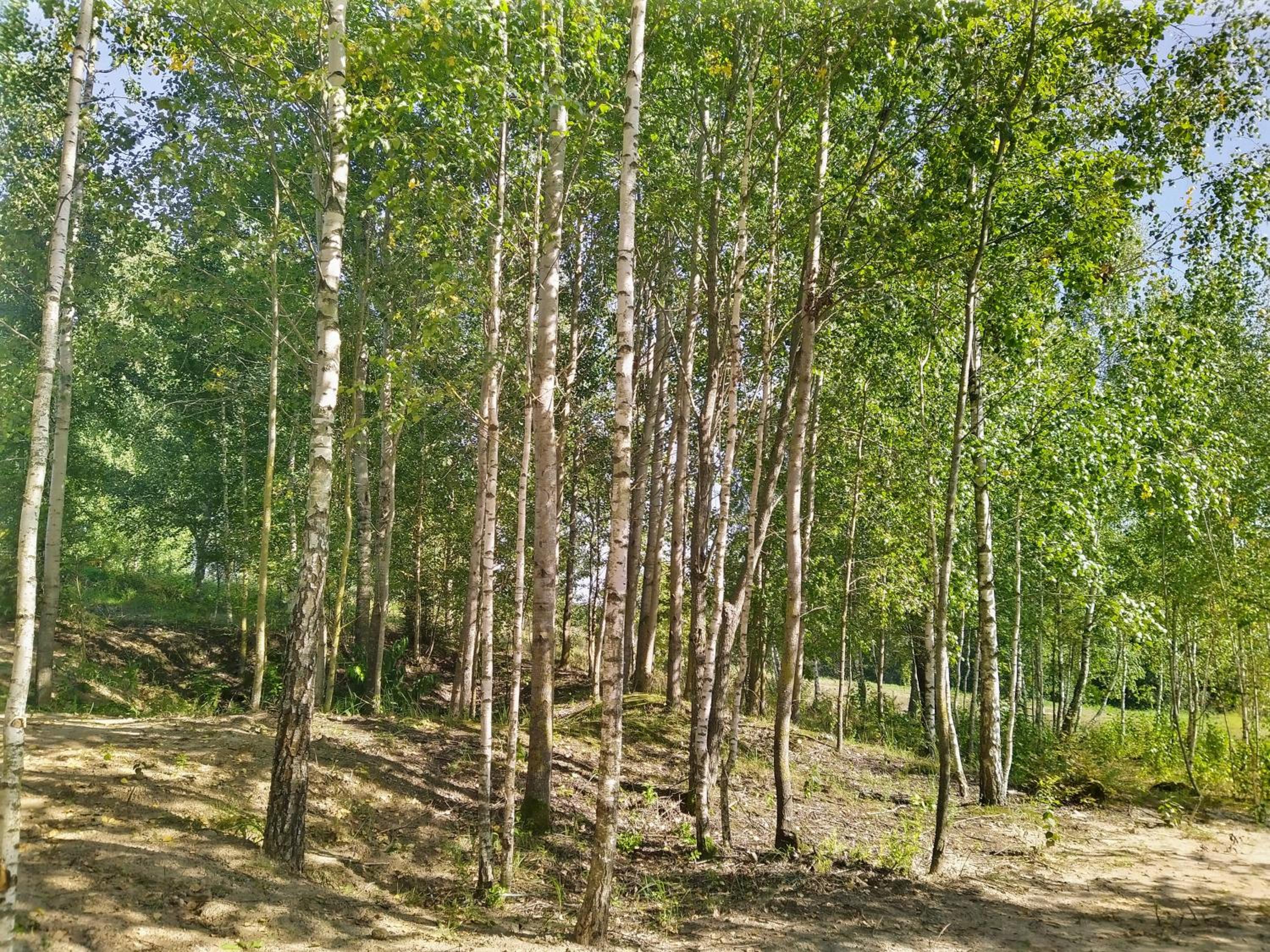 Photo 11