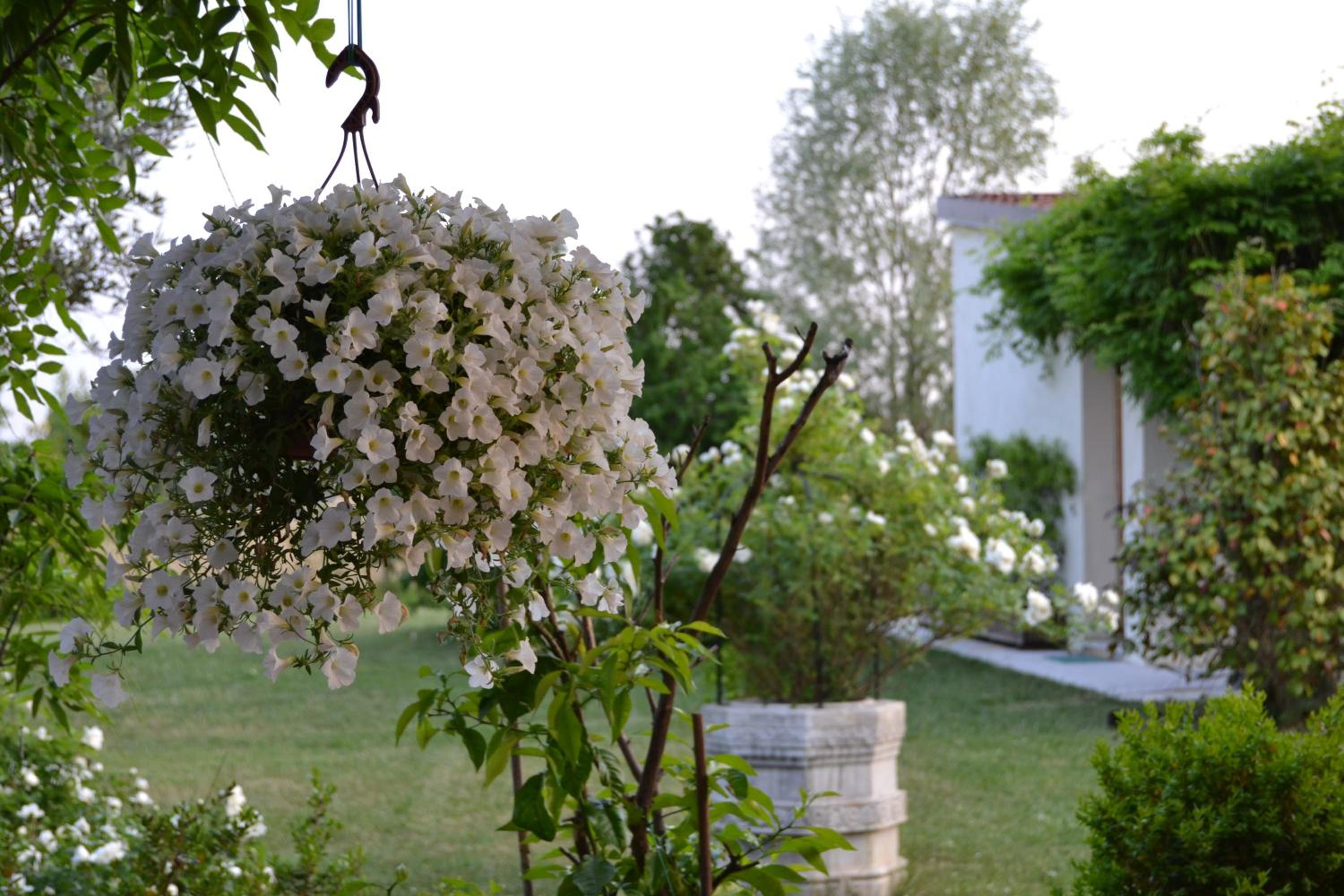 Two Elegant Depandance view 5