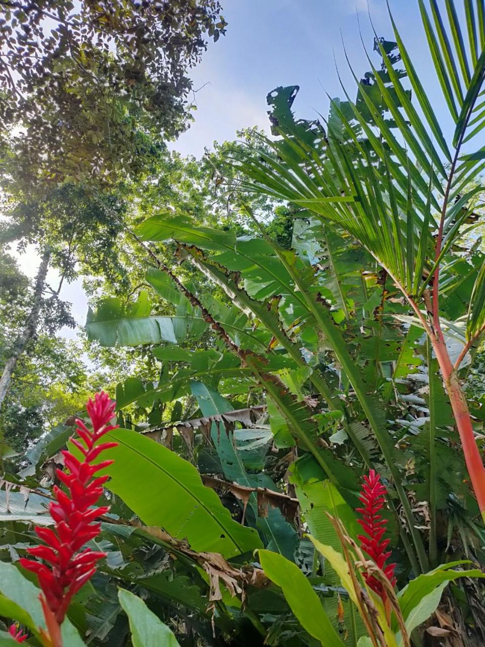 Finca Ardilla Jungle Lodge view 5