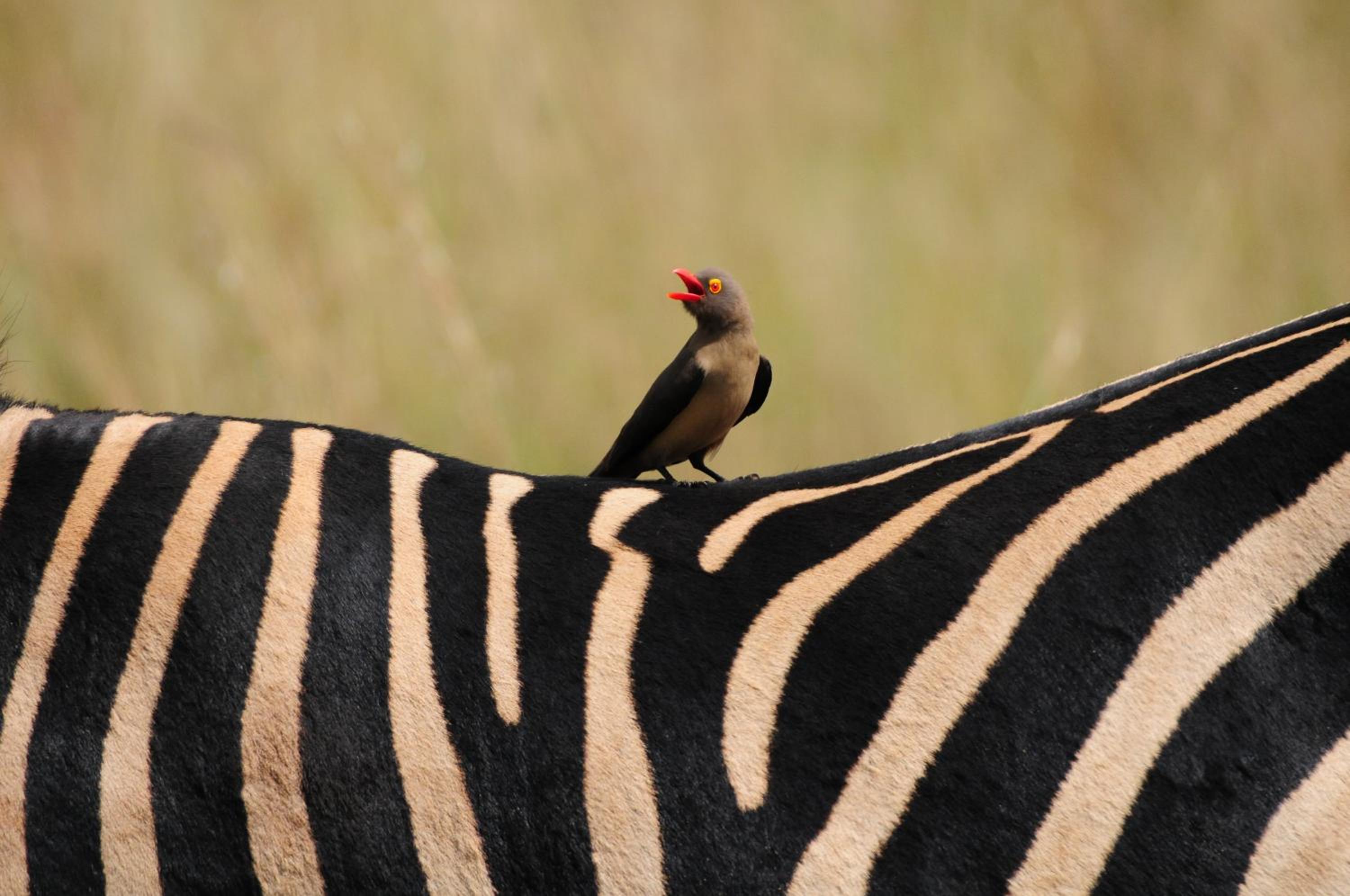 Morokolo Safari Lodge Self-catering
