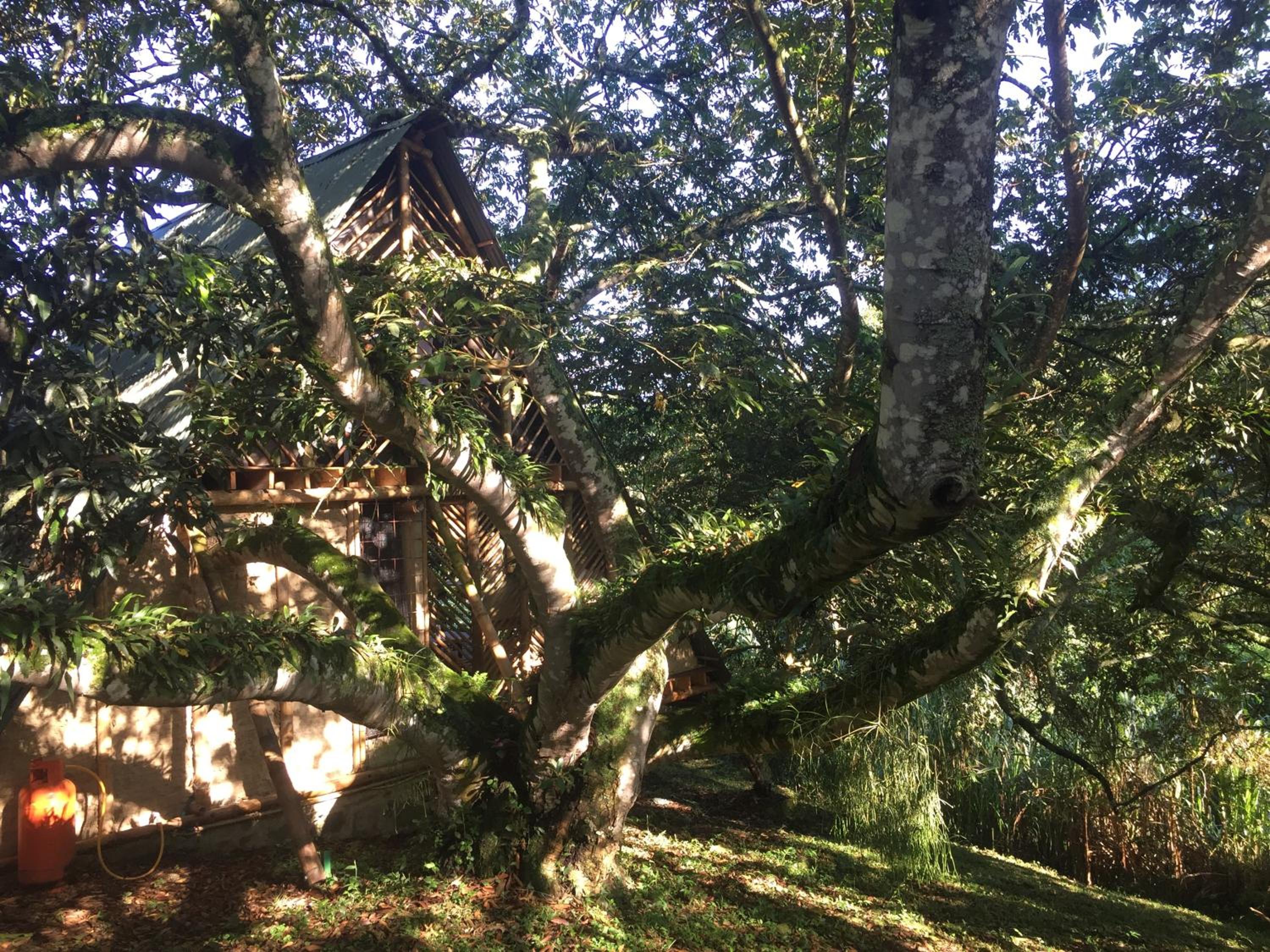 Glamping El Árbol en la Casa