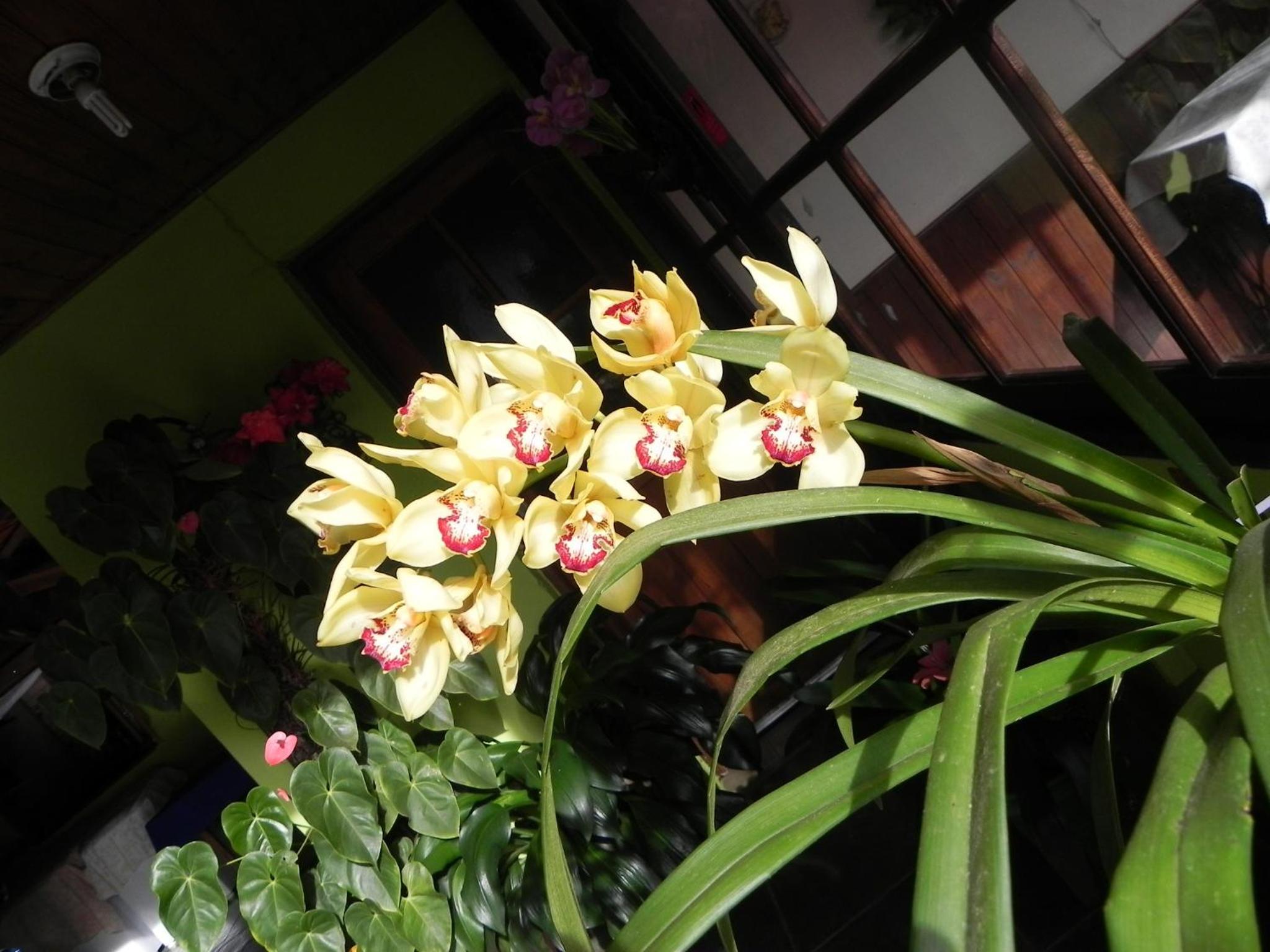 Pousada Solar das Flores Maringá RJ Visconde de Mauá