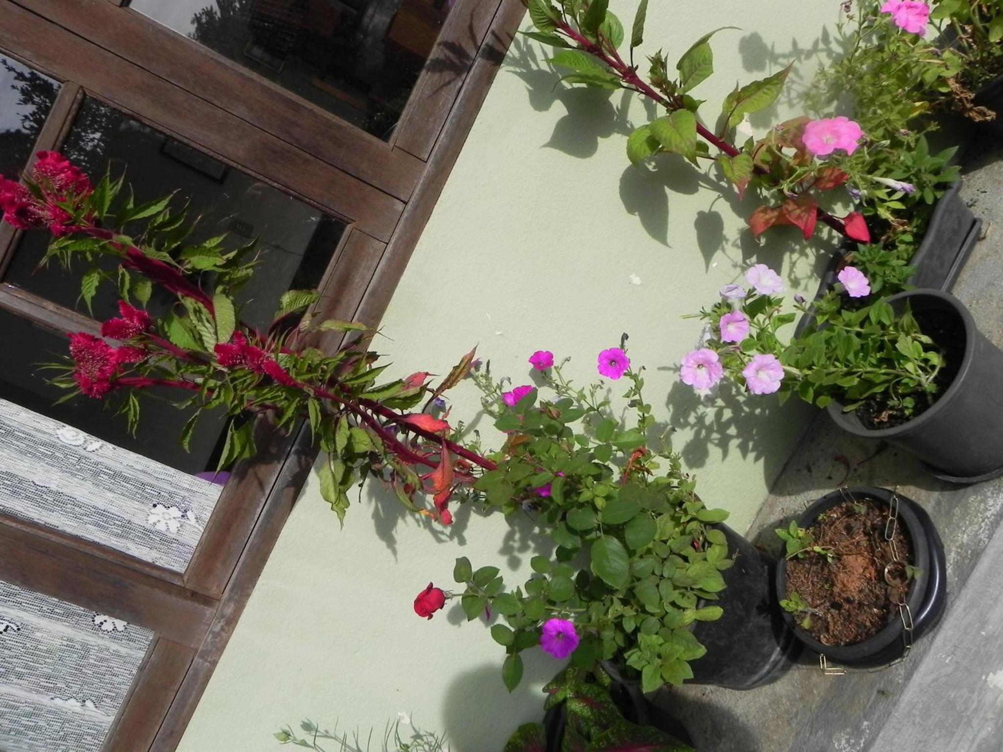 Pousada Solar das Flores Maringá RJ Visconde de Mauá