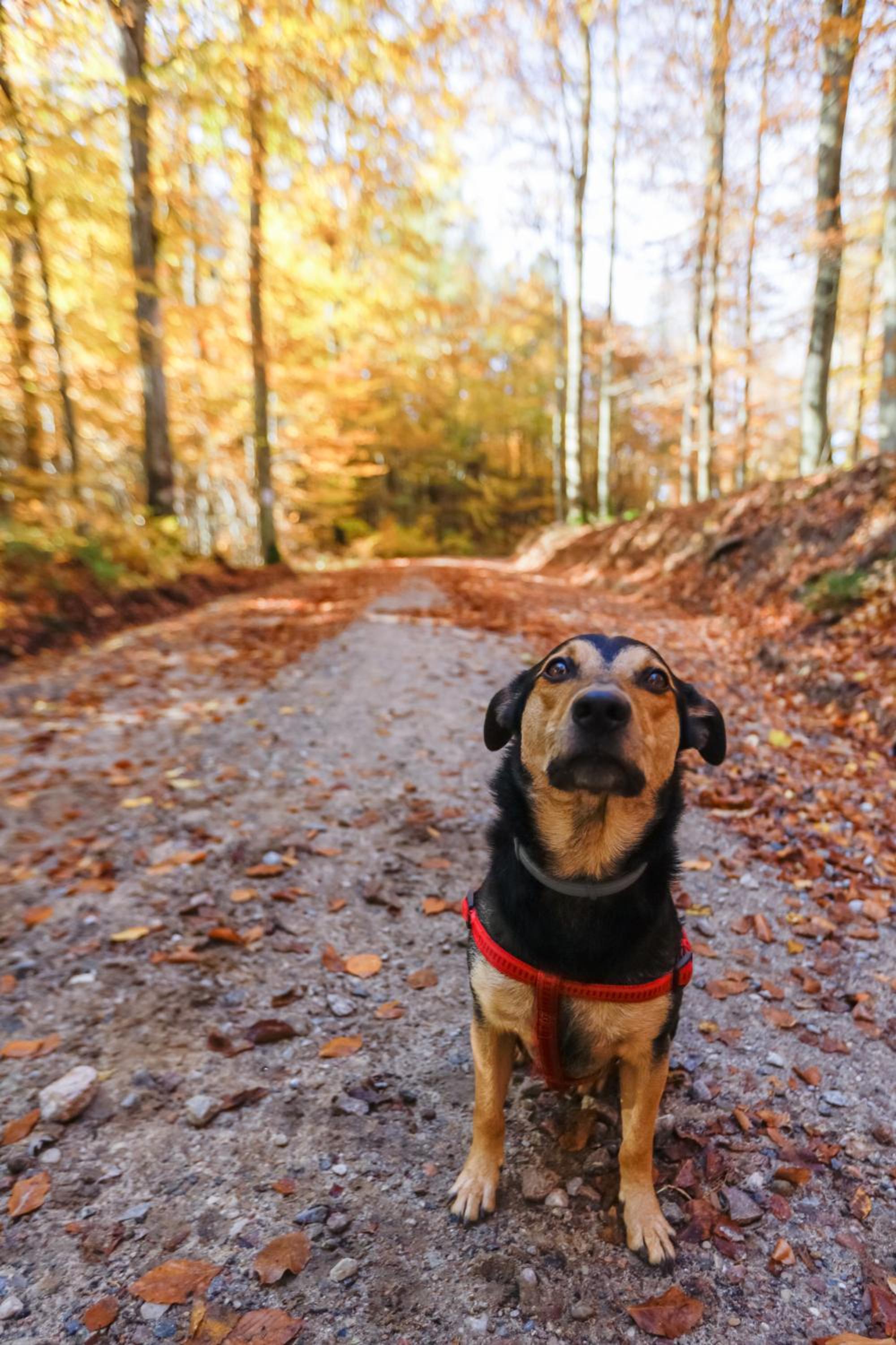 Photo 33