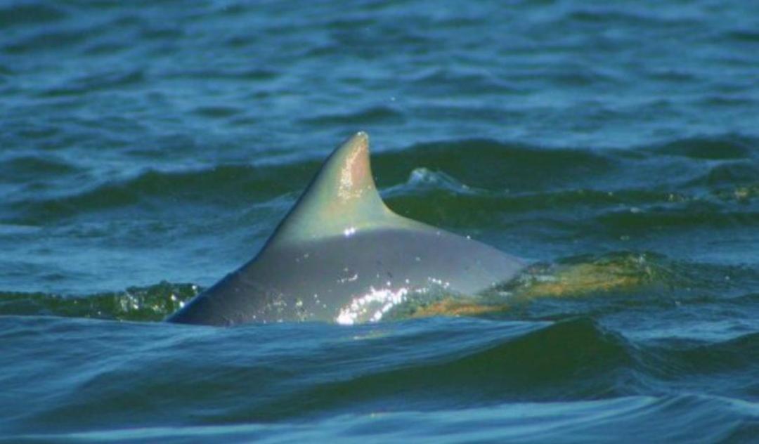 Ilha das Peças Lagamar