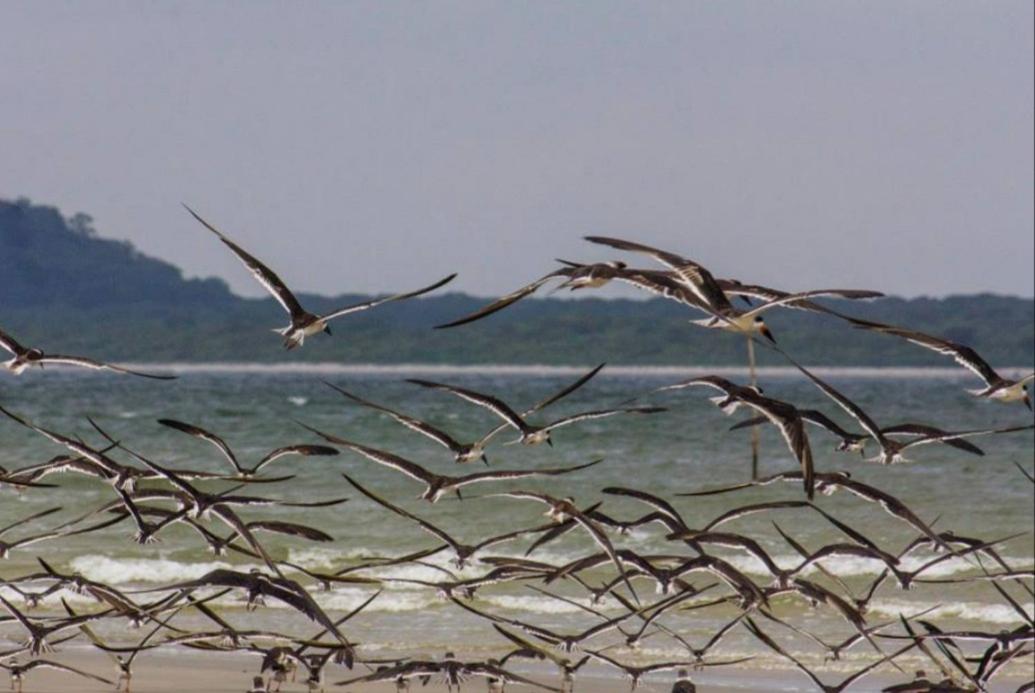 Ilha das Peças Lagamar
