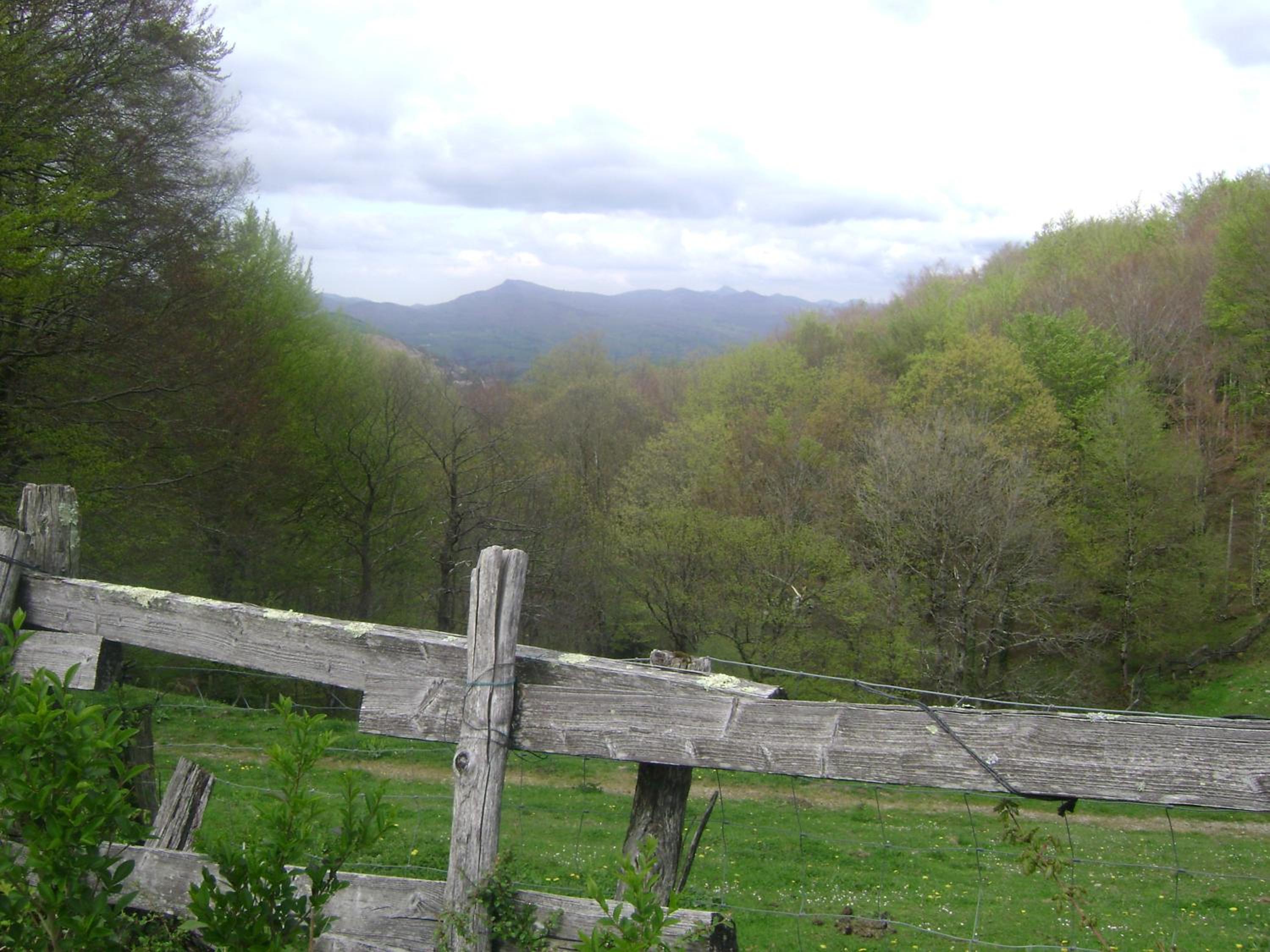 Photo 41