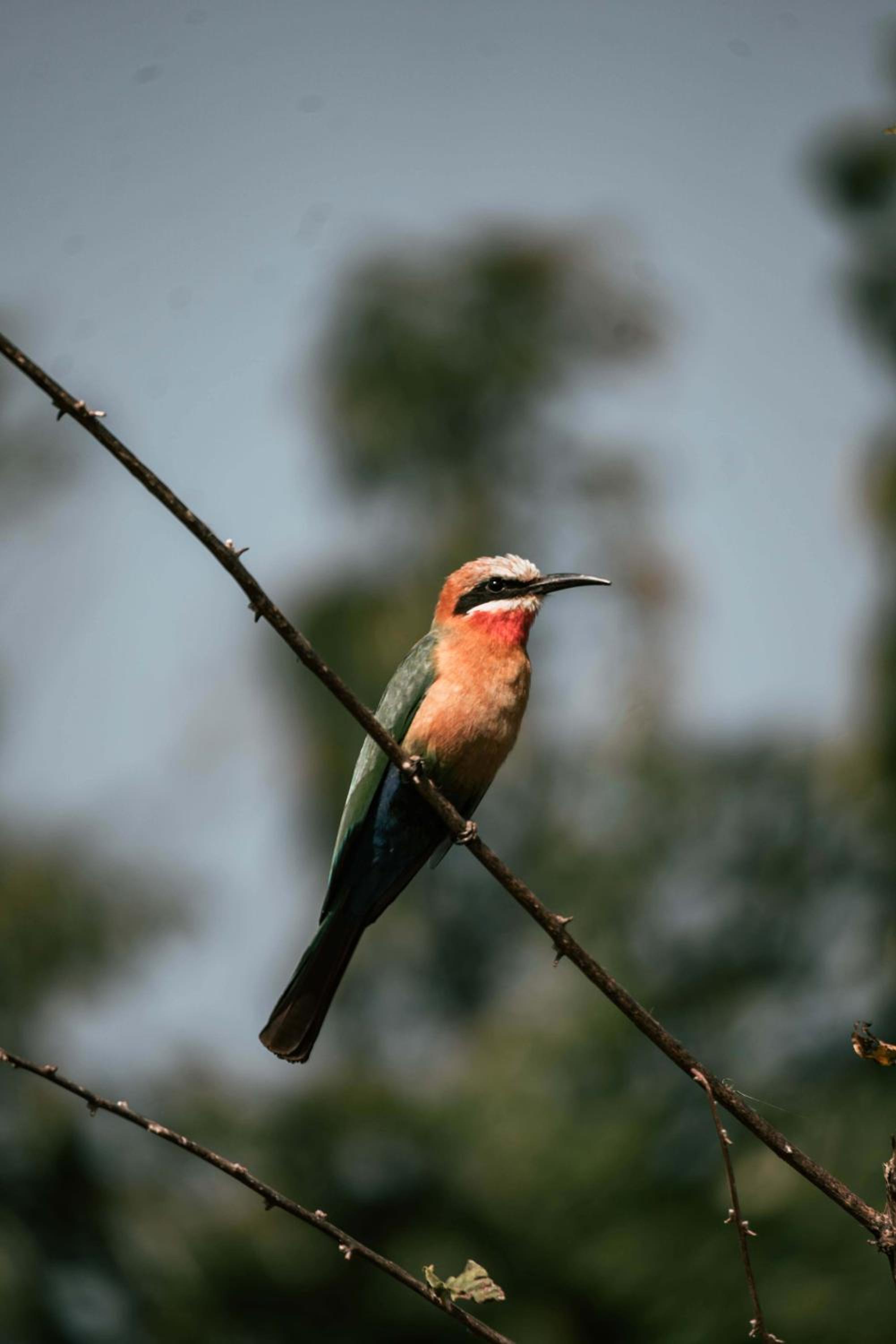 Maninghi Lodge