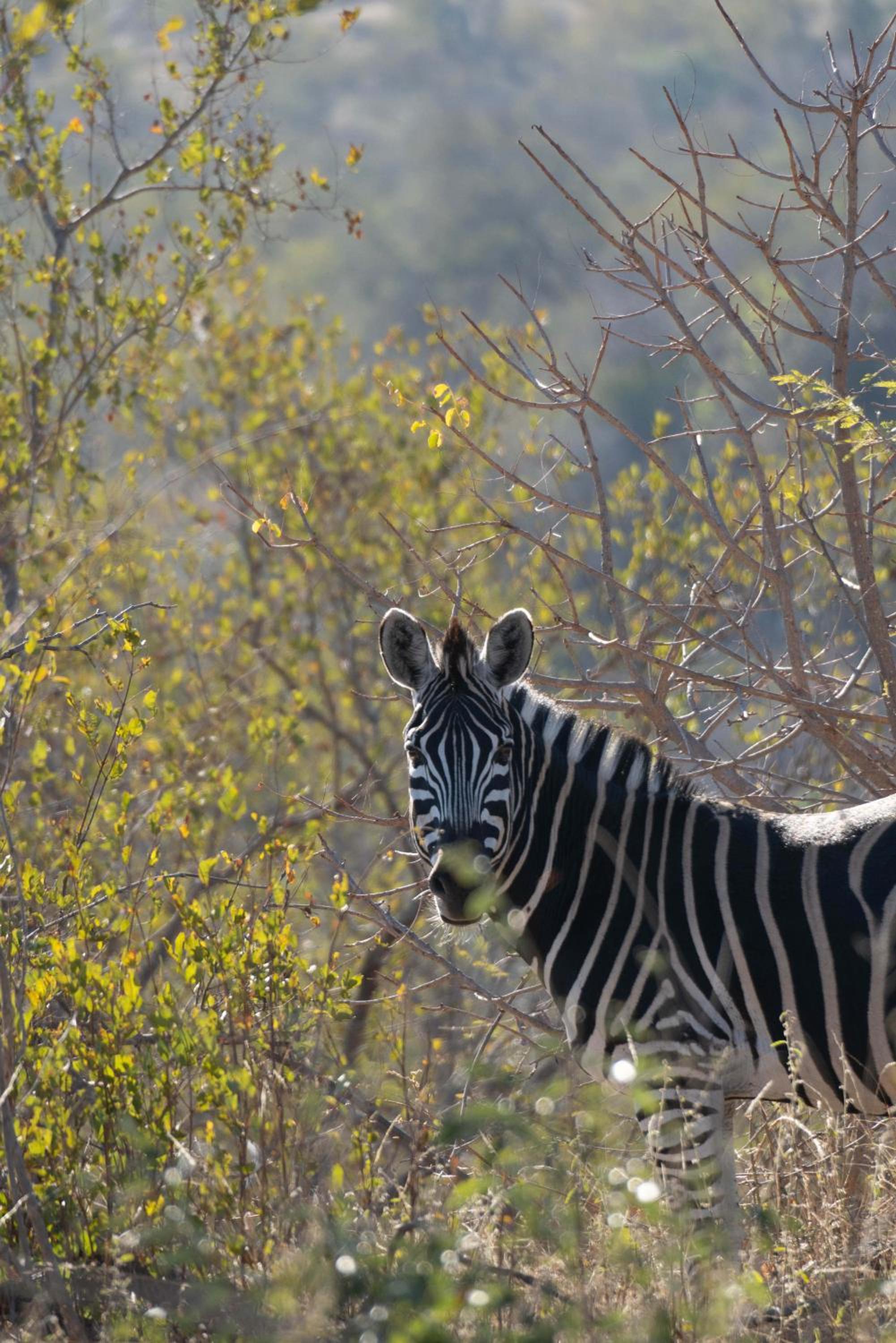 Maninghi Lodge
