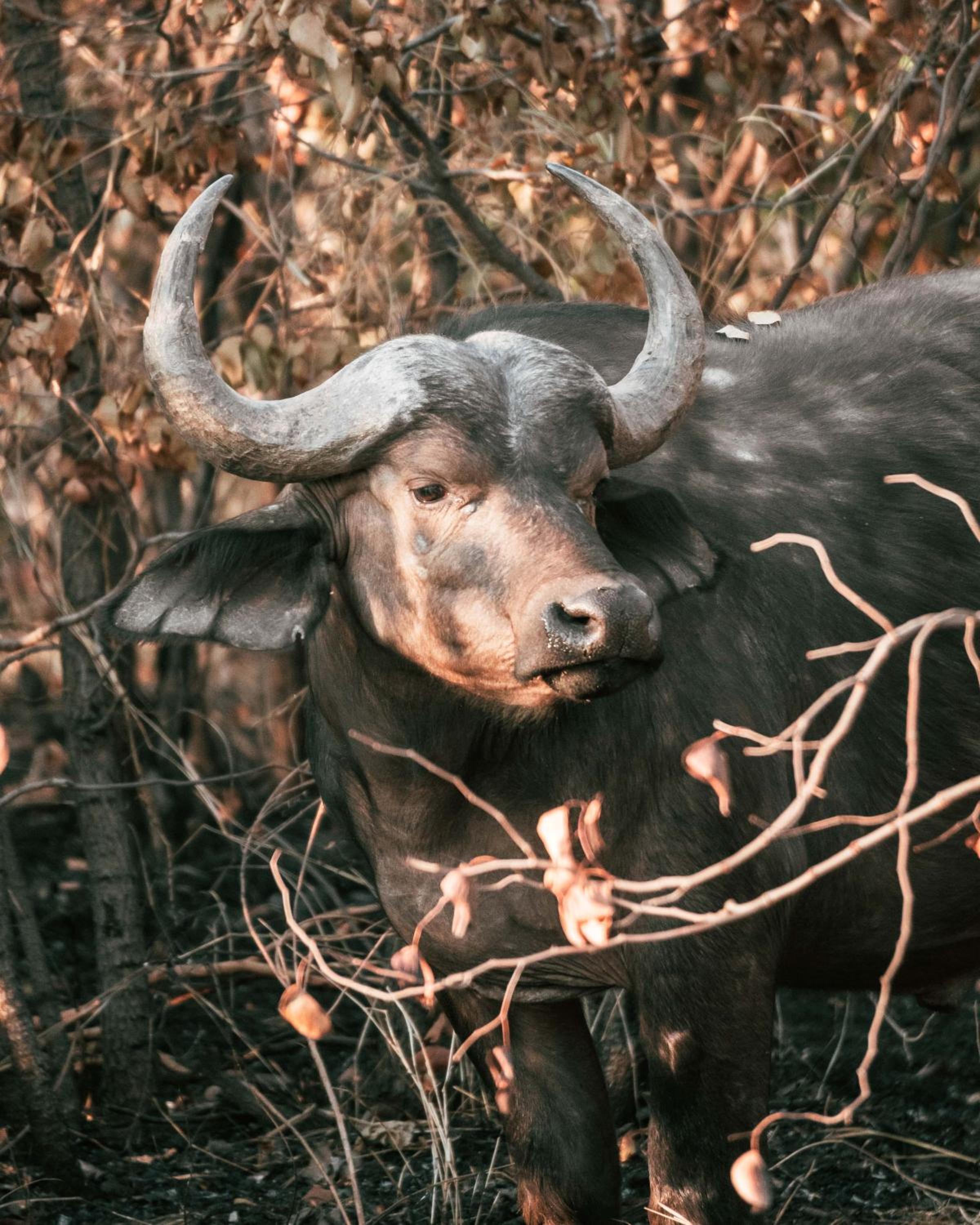 Maninghi Lodge