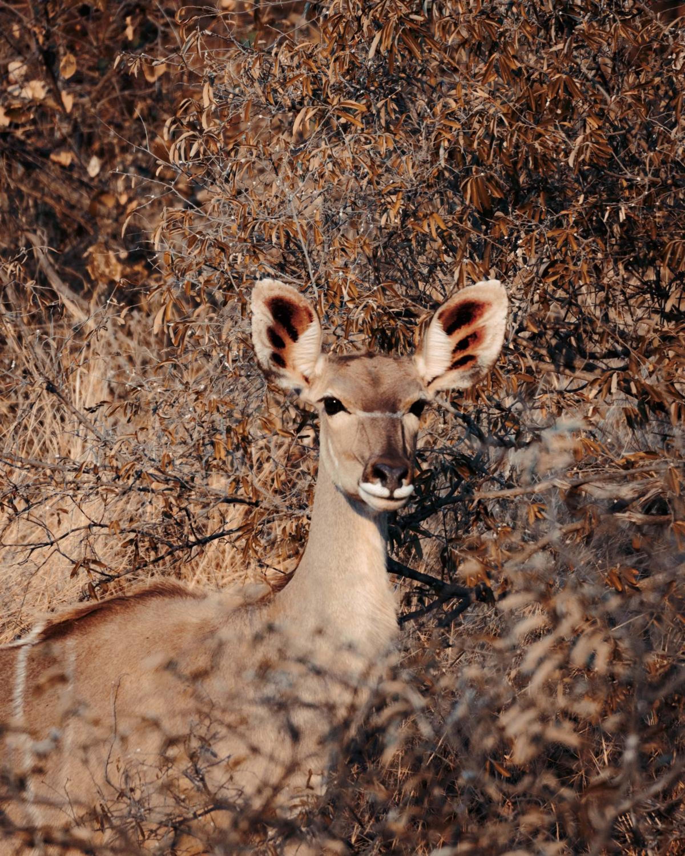 Maninghi Lodge
