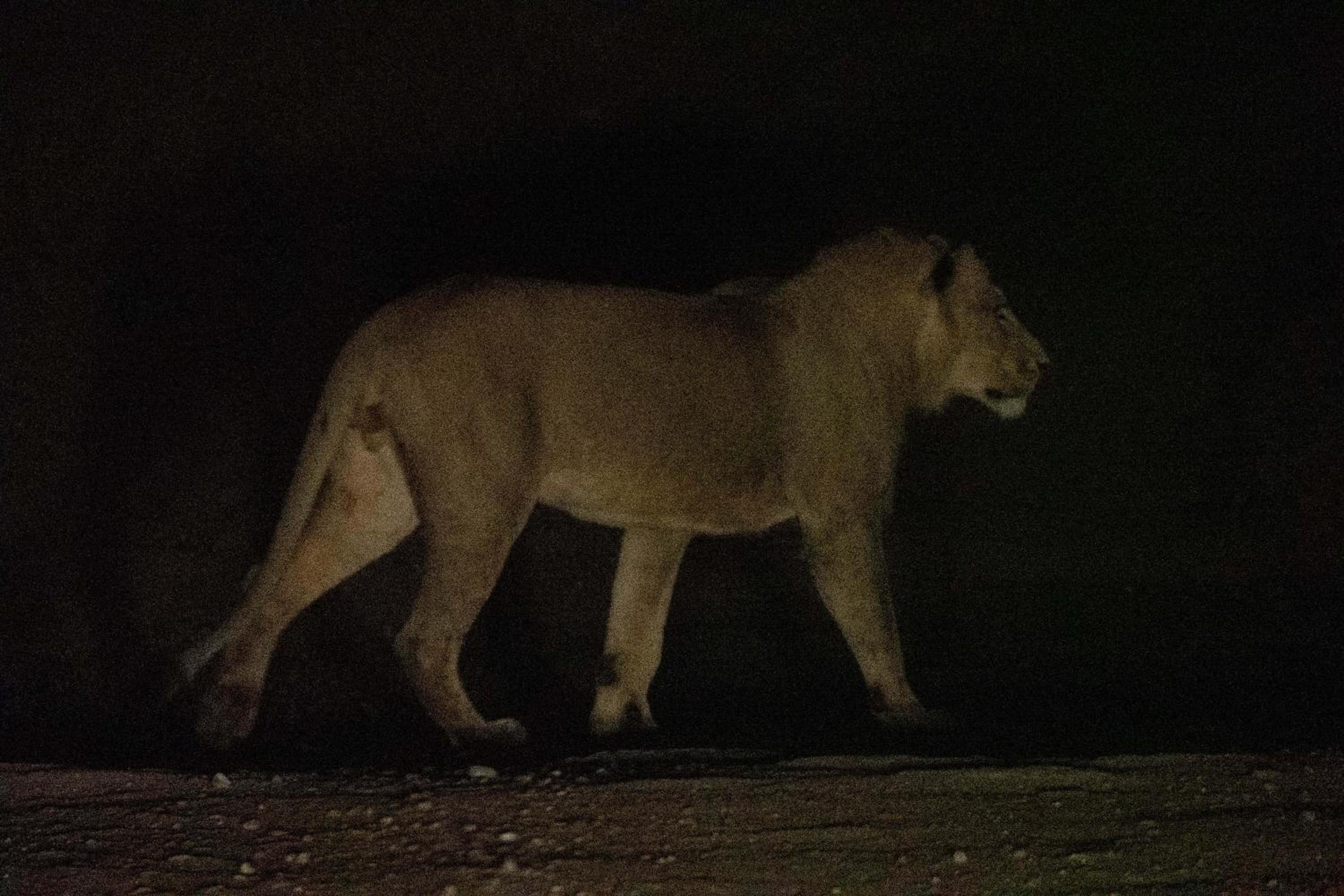 Maninghi Lodge