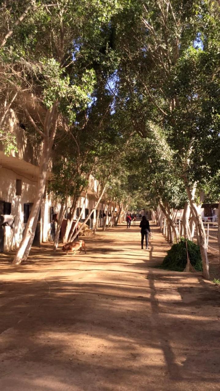 Villa by the Pyramids