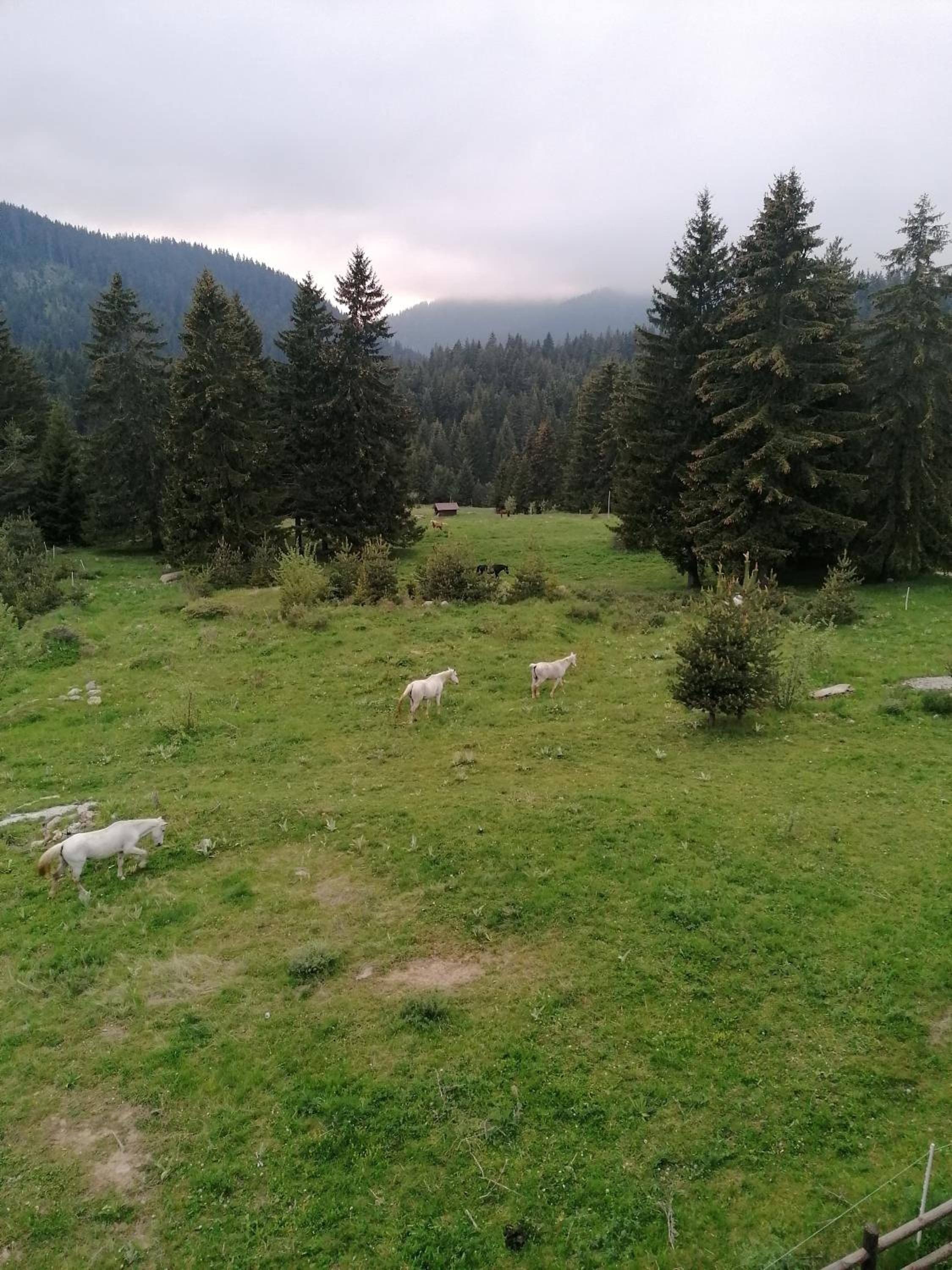 Photo 45