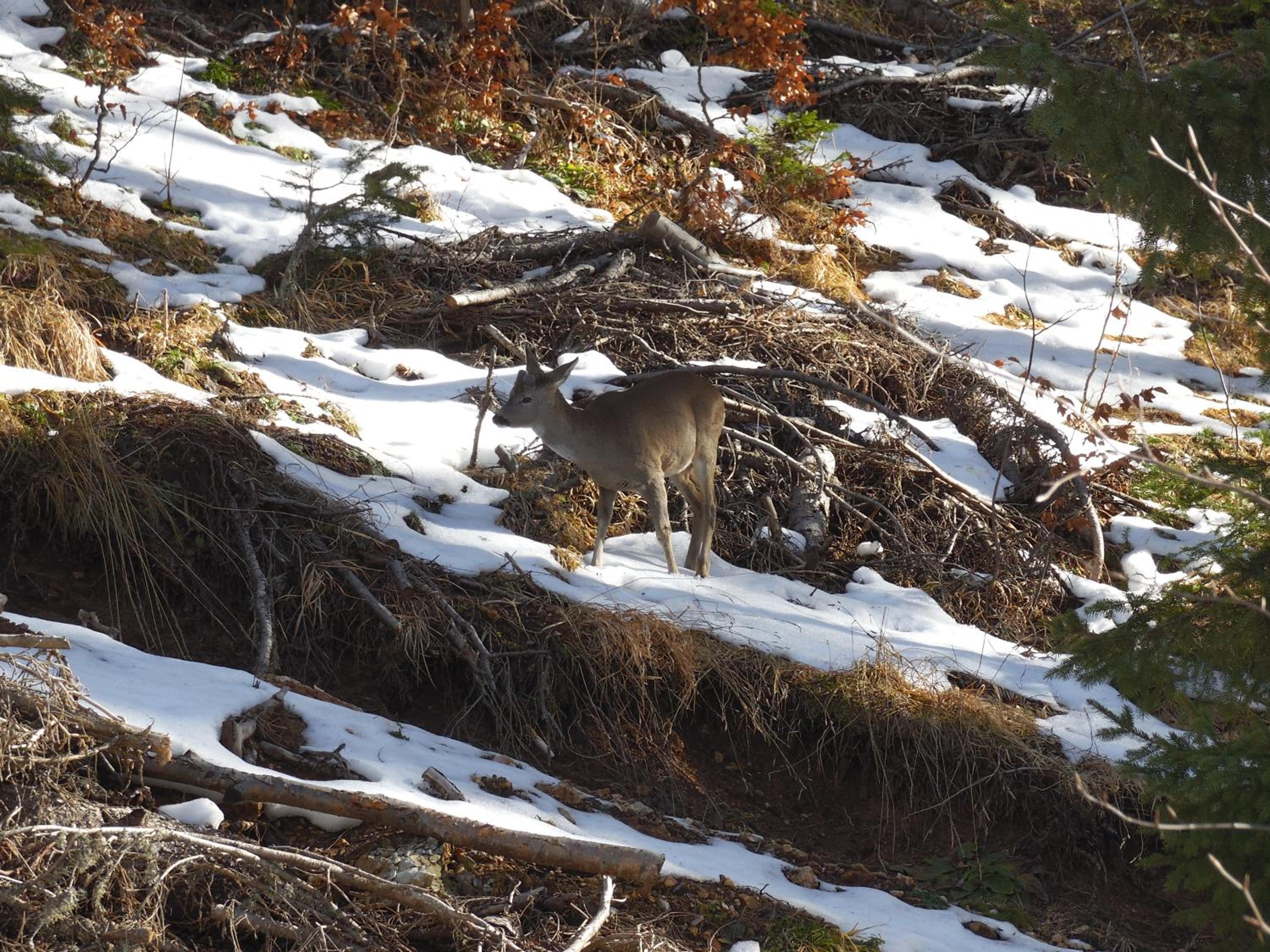 Photo 40