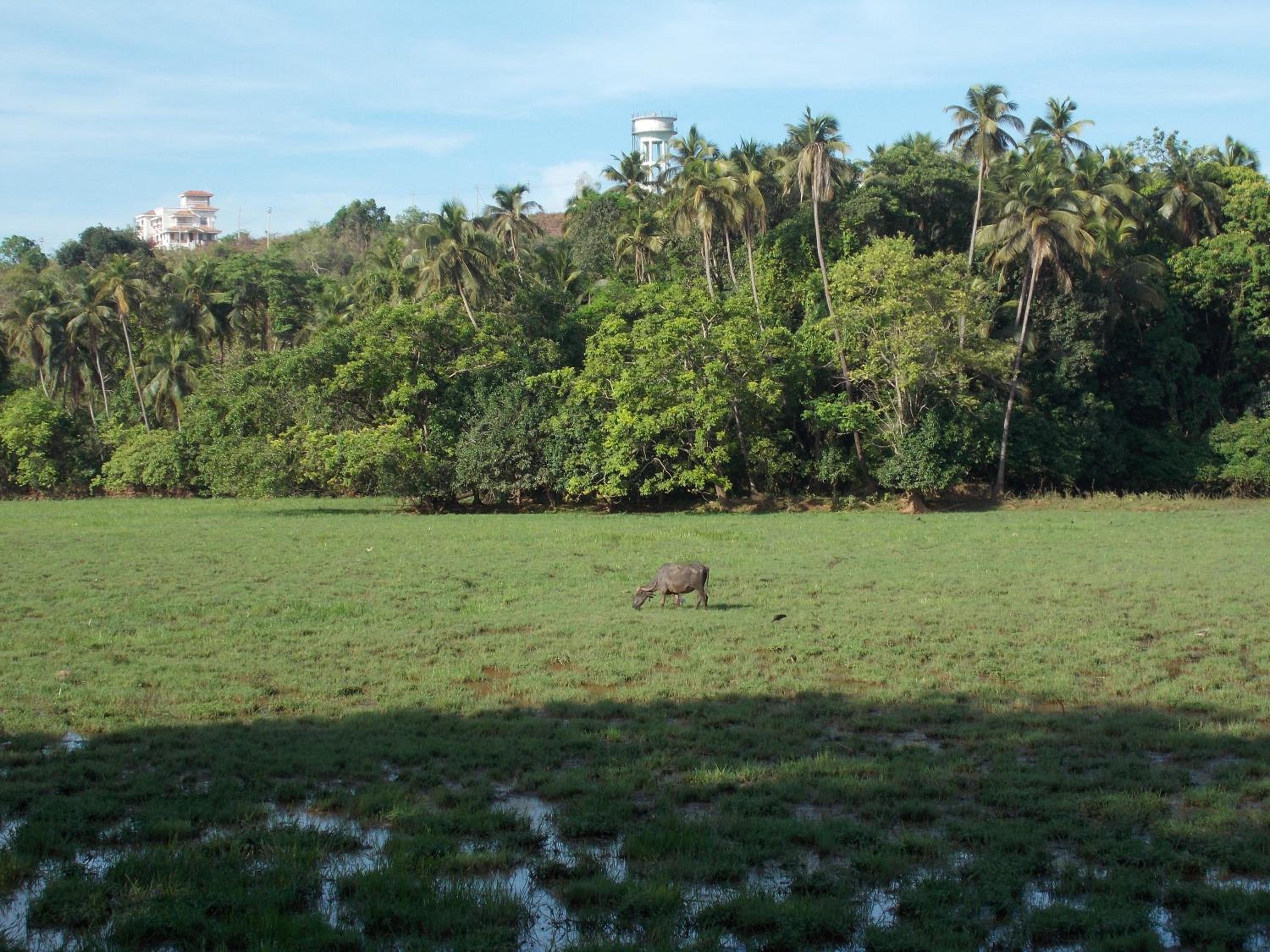 Green Fields view 5