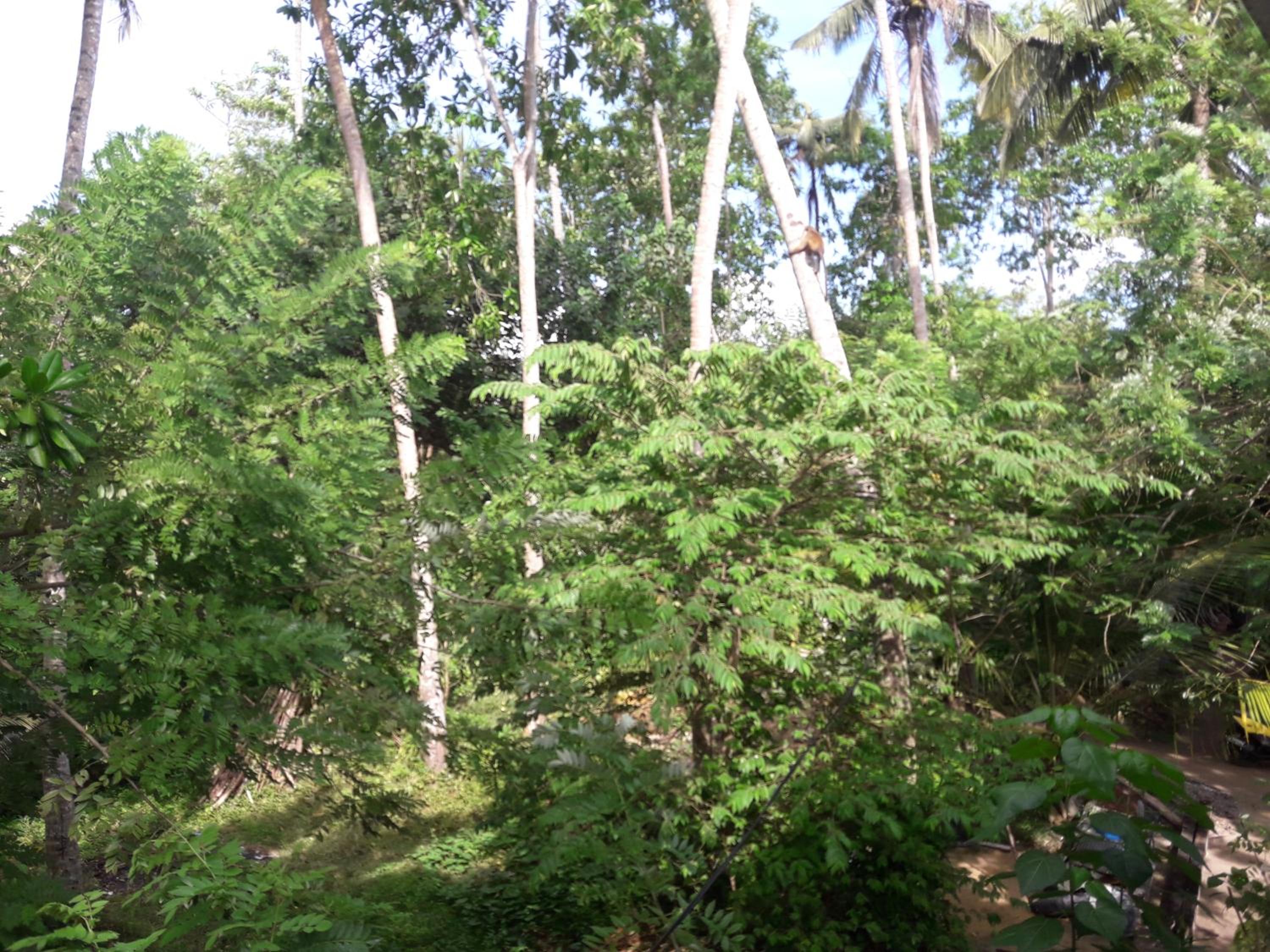 PIGEON HOUSE KABALANA