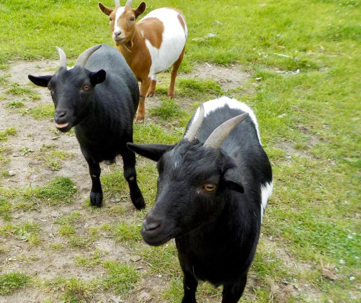 De Wabisabiboerderij