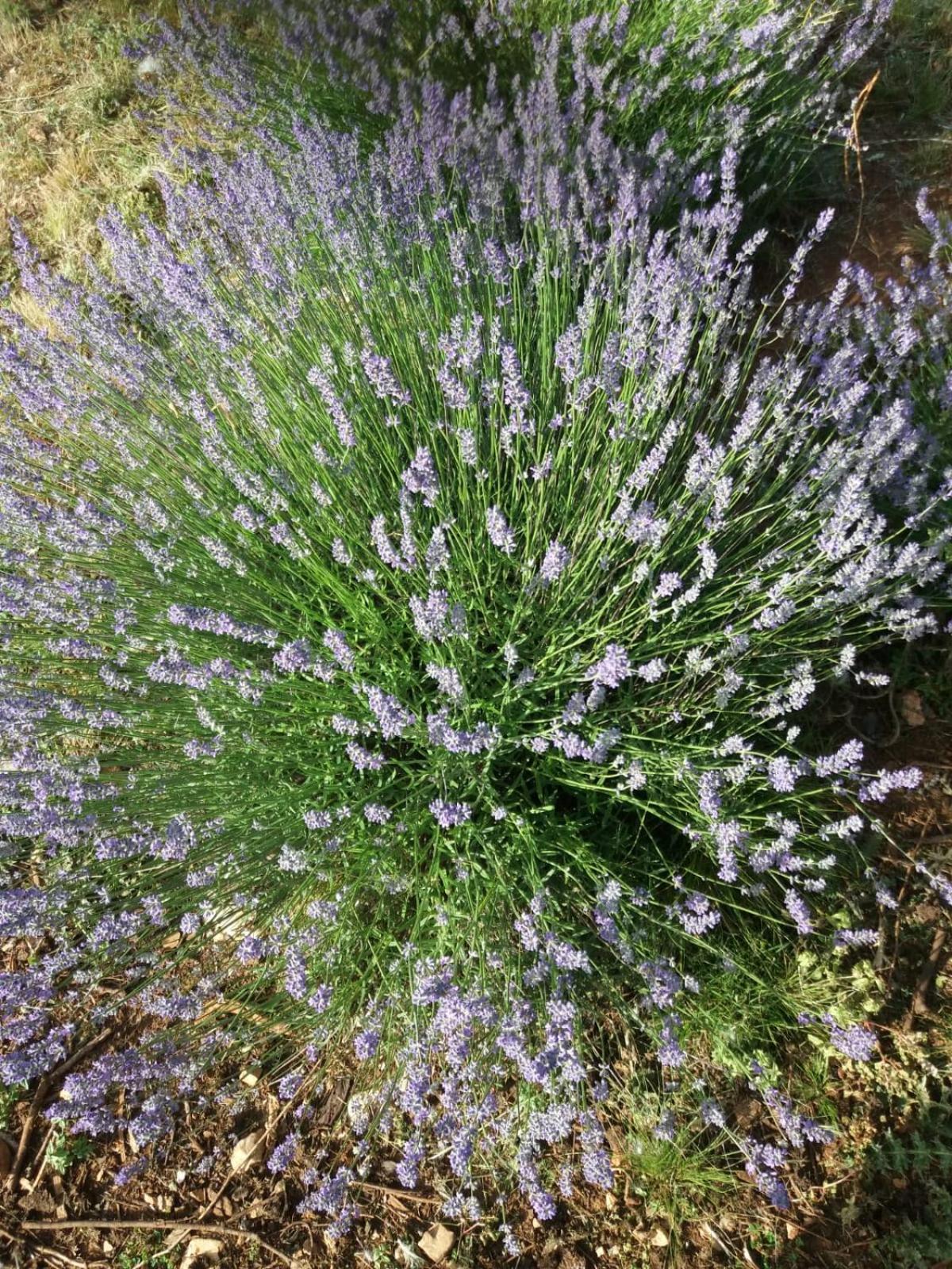Photo 100